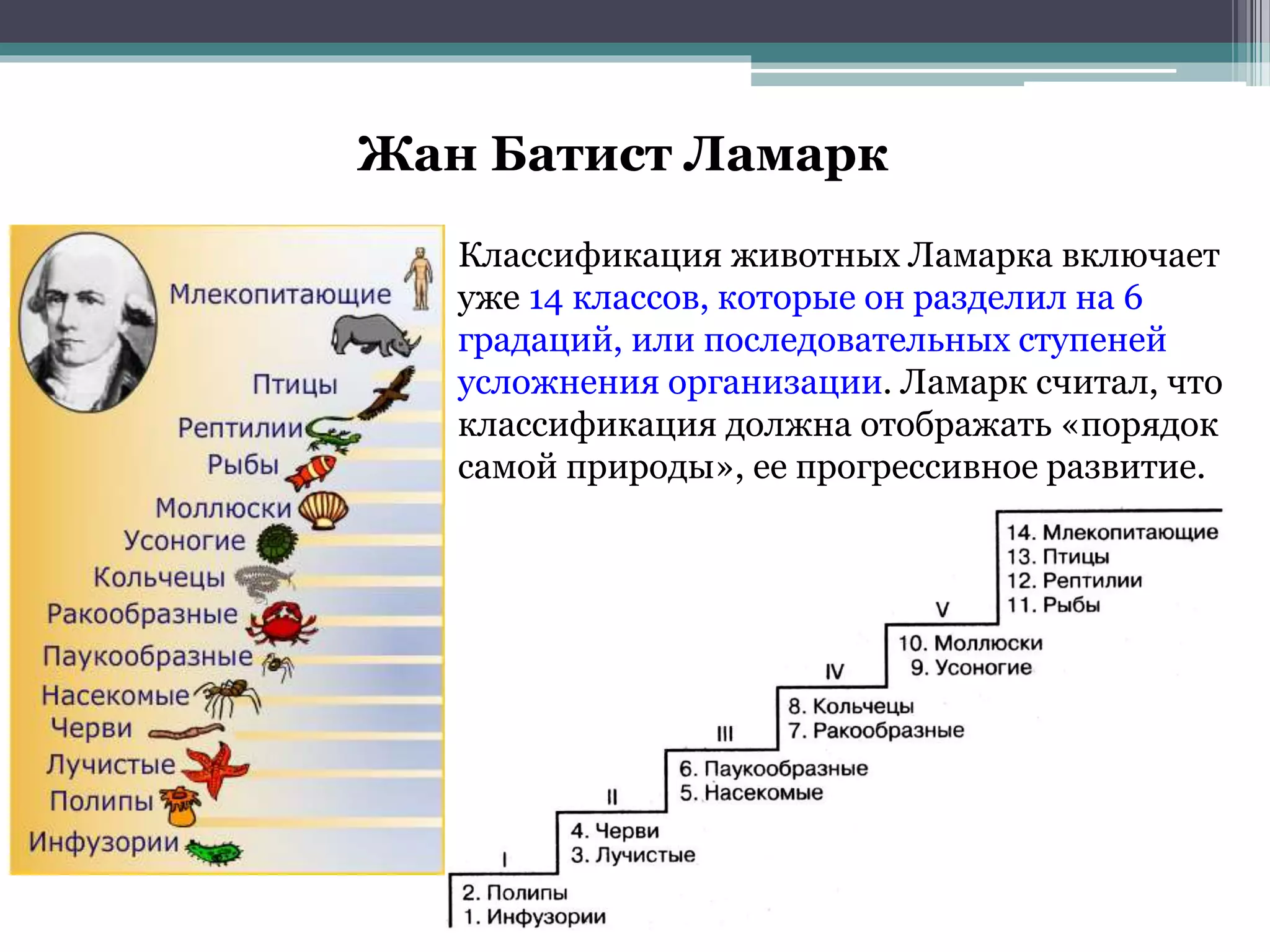 Жан Батист Ламарк
Классификация животных Ламарка включает
уже 14 классов, которые он разделил на 6
градаций, или последовательных ступеней
усложнения организации. Ламарк считал, что
классификация должна отображать «порядок
самой природы», ее прогрессивное развитие.
 