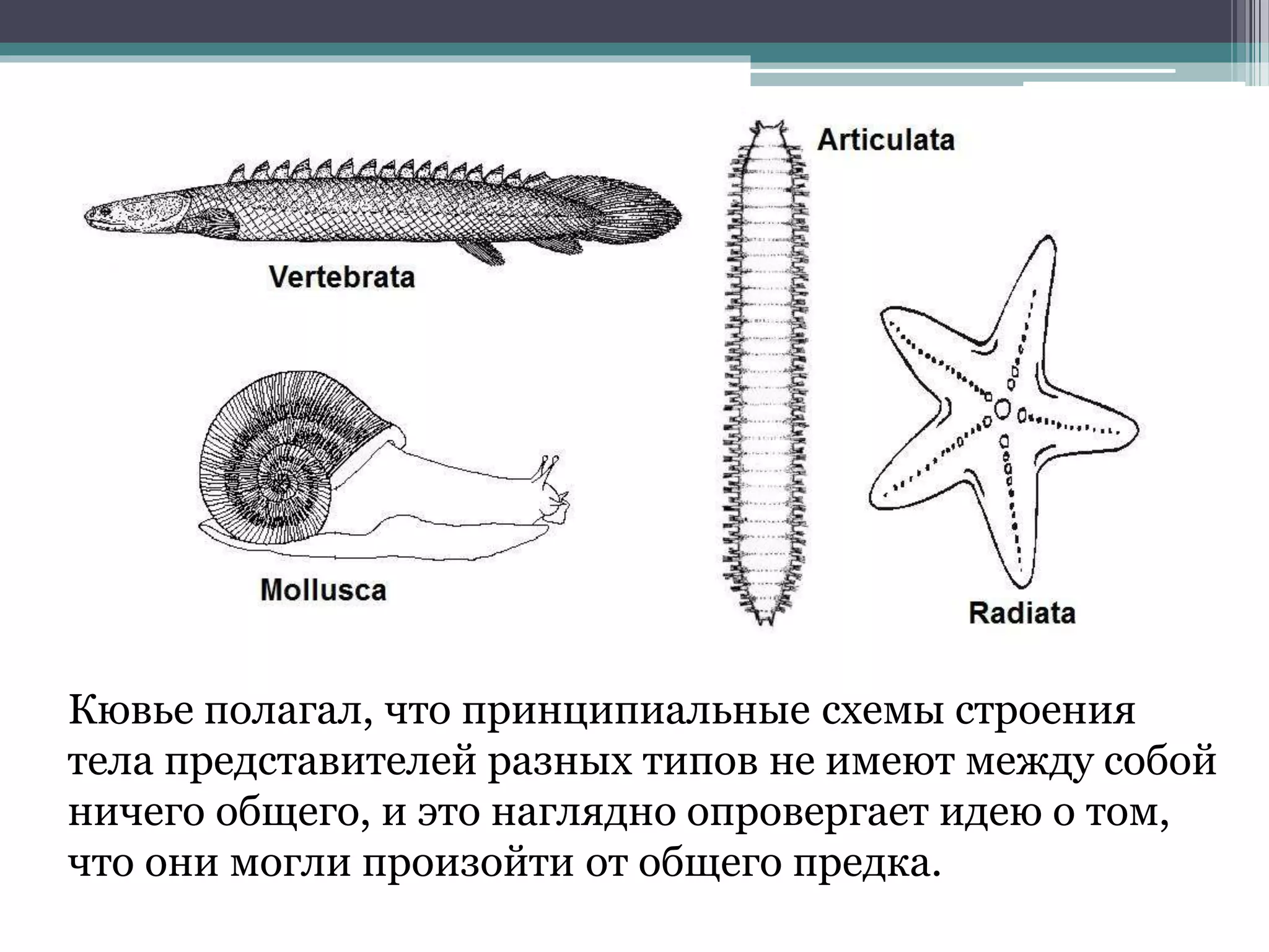 Кювье полагал, что принципиальные схемы строения
тела представителей разных типов не имеют между собой
ничего общего, и это наглядно опровергает идею о том,
что они могли произойти от общего предка.
 
