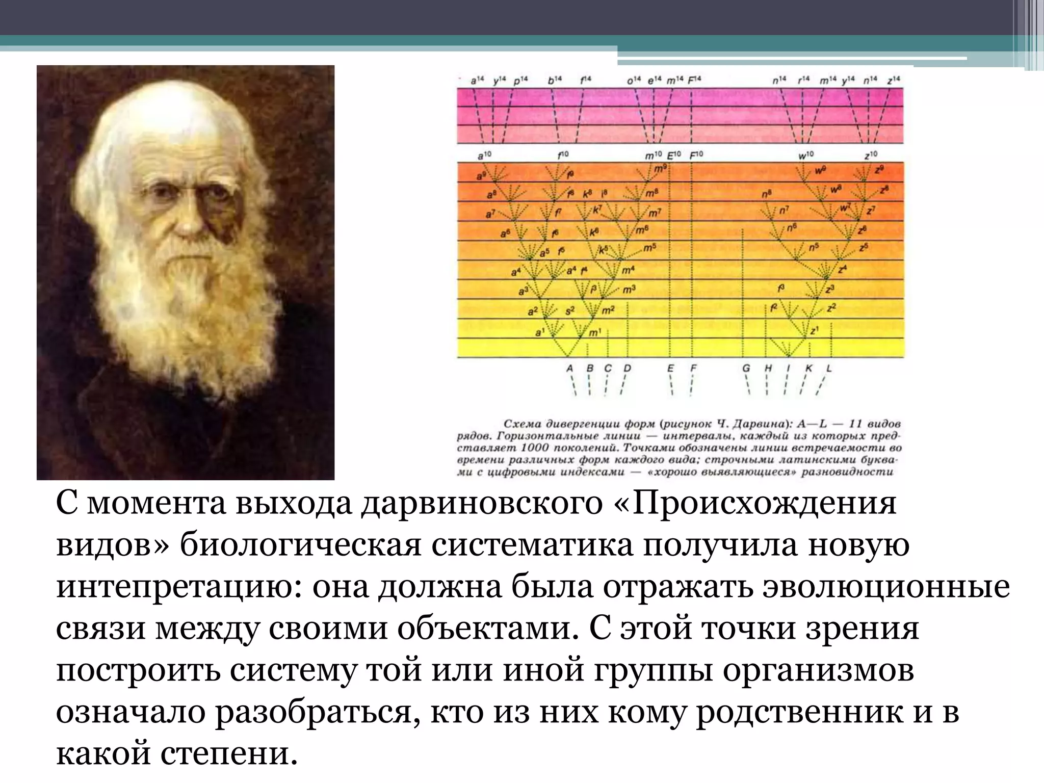 С момента выхода дарвиновского «Происхождения
видов» биологическая систематика получила новую
интепретацию: она должна была отражать эволюционные
связи между своими объектами. С этой точки зрения
построить систему той или иной группы организмов
означало разобраться, кто из них кому родственник и в
какой степени.
 