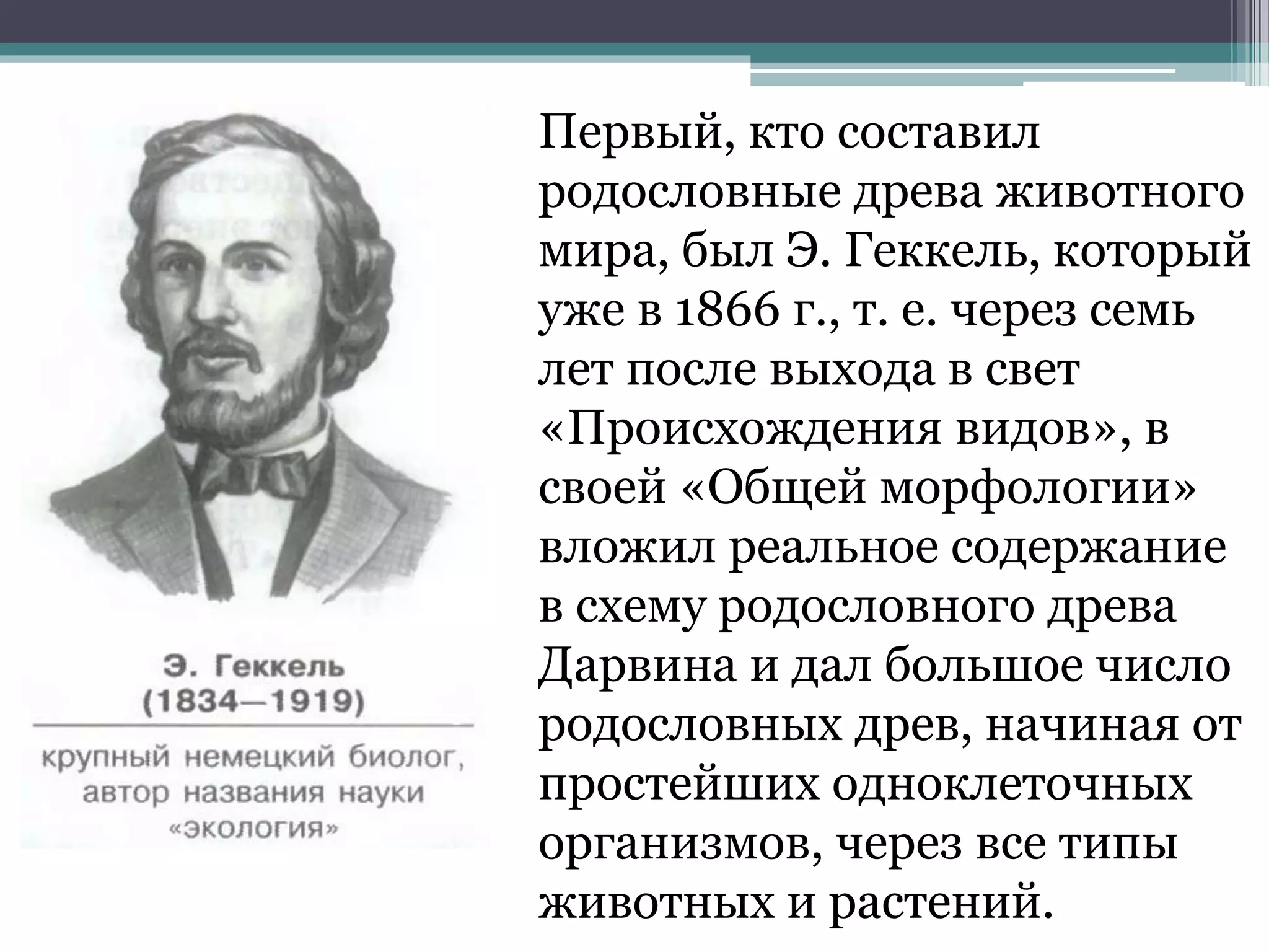 Первый, кто составил
родословные древа животного
мира, был Э. Геккель, который
уже в 1866 г., т. е. через семь
лет после выхода в свет
«Происхождения видов», в
своей «Общей морфологии»
вложил реальное содержание
в схему родословного древа
Дарвина и дал большое число
родословных древ, начиная от
простейших одноклеточных
организмов, через все типы
животных и растений.
 