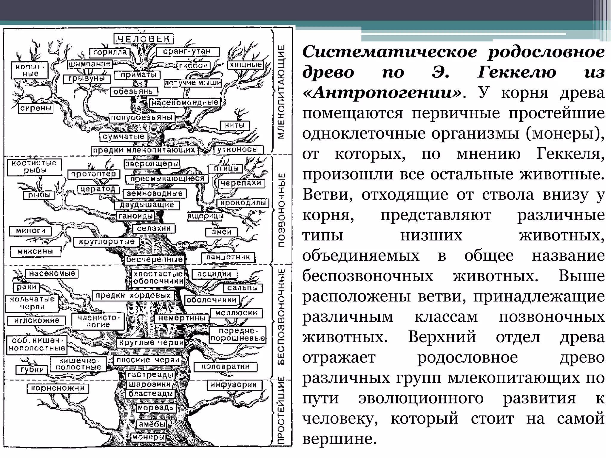 Систематическое родословное
древо по Э. Геккелю из
«Антропогении». У корня древа
помещаются первичные простейшие
одноклеточные организмы (монеры),
от которых, по мнению Геккеля,
произошли все остальные животные.
Ветви, отходящие от ствола внизу у
корня, представляют различные
типы низших животных,
объединяемых в общее название
беспозвоночных животных. Выше
расположены ветви, принадлежащие
различным классам позвоночных
животных. Верхний отдел древа
отражает родословное древо
различных групп млекопитающих по
пути эволюционного развития к
человеку, который стоит на самой
вершине.
 