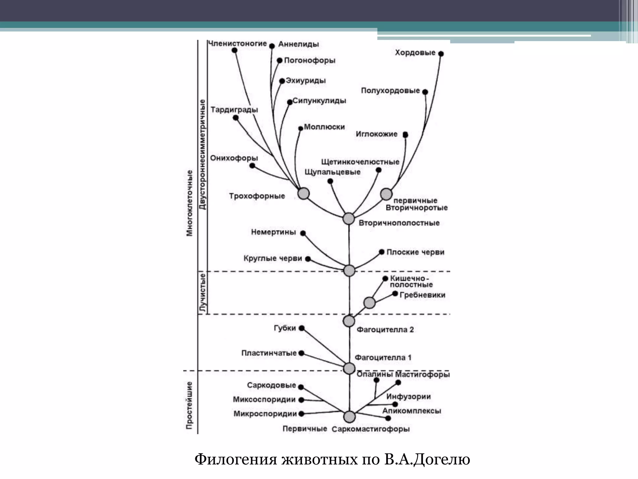 Филогения животных по В.А.Догелю
 