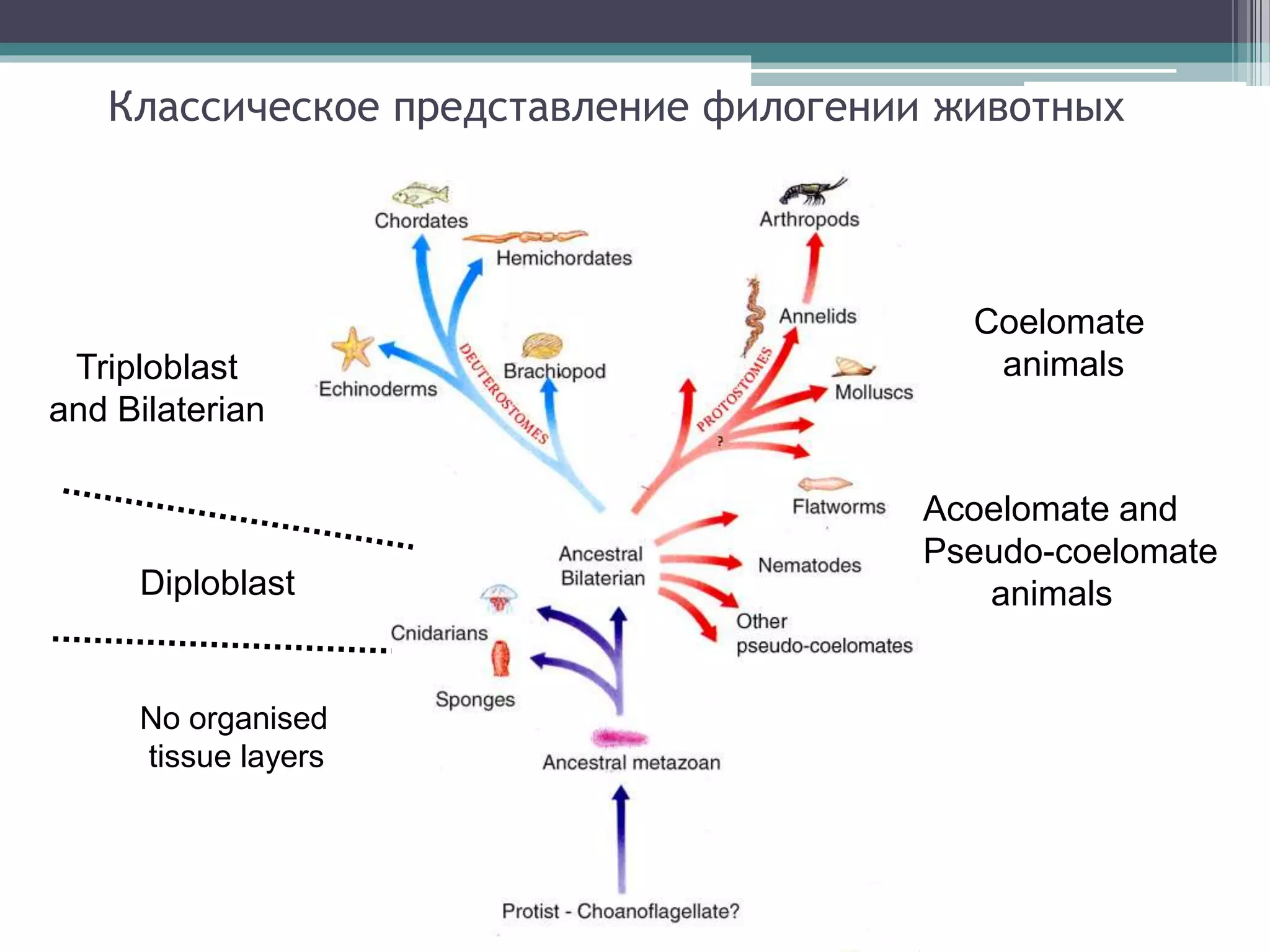 Классическое представление филогении животных
Diploblast
Triploblast
and Bilaterian
Coelomate
animals
Acoelomate and
Pseudo-coelomate
animals
No organised
tissue layers
 
