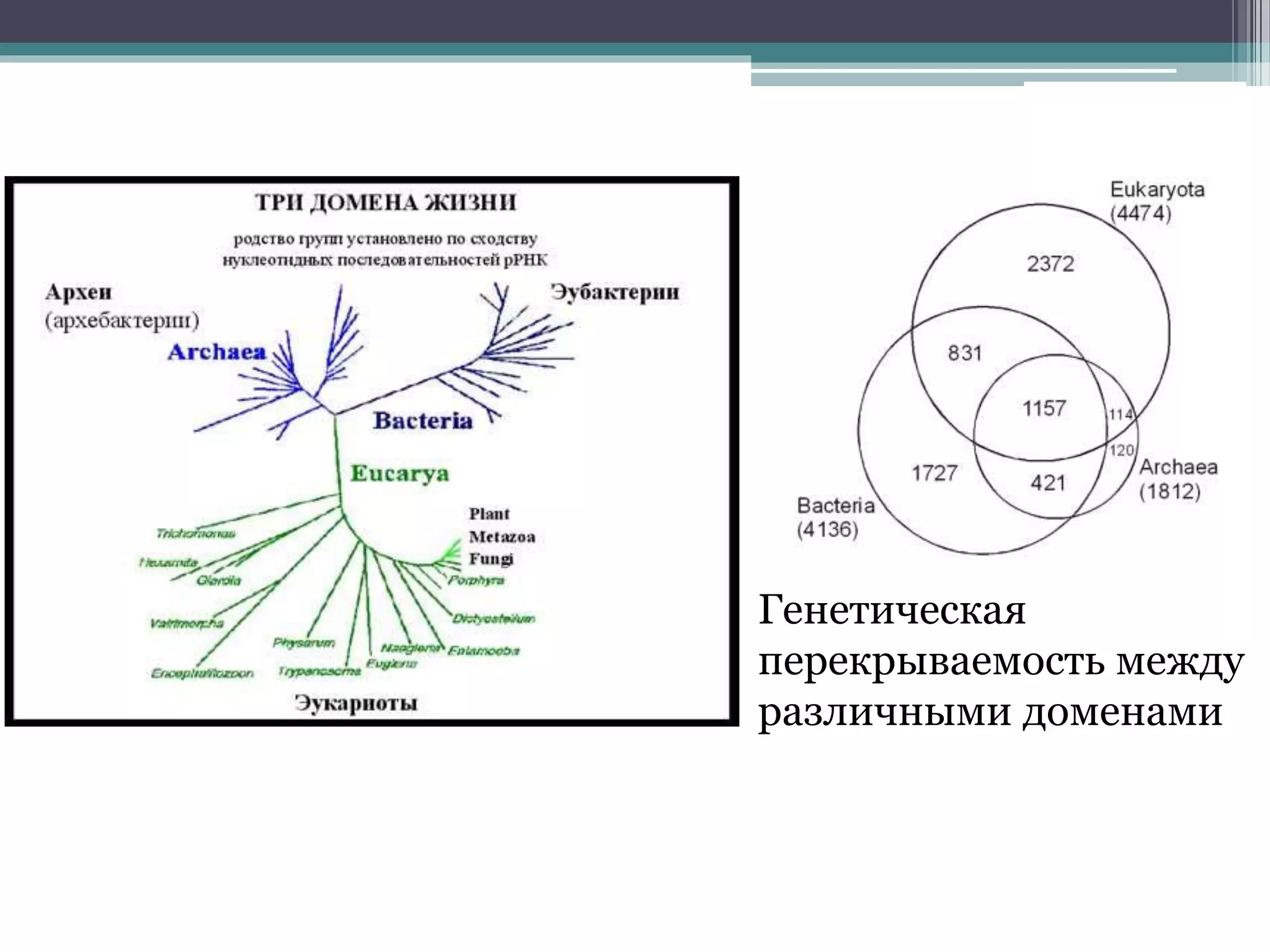 Генетическая
перекрываемость между
различными доменами
 