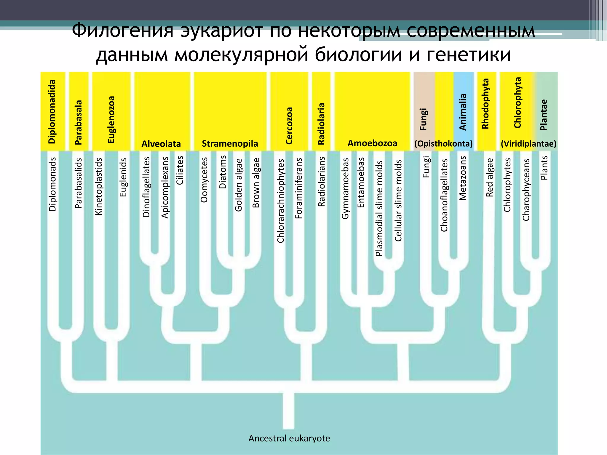 Филогения эукариот по некоторым современным
данным молекулярной биологии и генетикиDiplomonads
Parabasalids
Kinetoplastids
Euglenids
Dinoflagellates
Apicomplexans
Ciliates
Oomycetes
Diatoms
Goldenalgae
Brownalgae
Chlorarachniophytes
Foraminiferans
Radiolarians
Gymnamoebas
Entamoebas
Plasmodialslimemolds
Cellularslimemolds
Fungi
Choanoflagellates
Metazoans
Redalgae
Chlorophytes
Charophyceans
Plants
Ancestral eukaryote
Chlorophyta
Plantae
Rhodophyta
Animalia
Fungi
(Opisthokonta) (Viridiplantae)
Diplomonadida
Parabasala
Euglenozoa
Alveolata Stramenopila
Cercozoa
Radiolaria
Amoebozoa
 