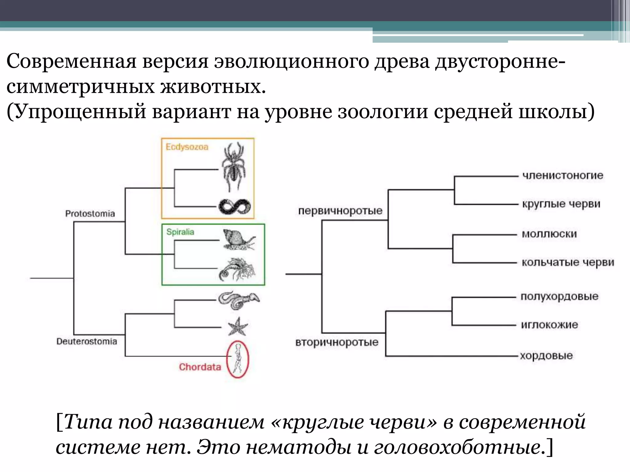 [Типа под названием «круглые черви» в современной
системе нет. Это нематоды и головохоботные.]
Современная версия эволюционного древа двусторонне-
симметричных животных.
(Упрощенный вариант на уровне зоологии средней школы)
 