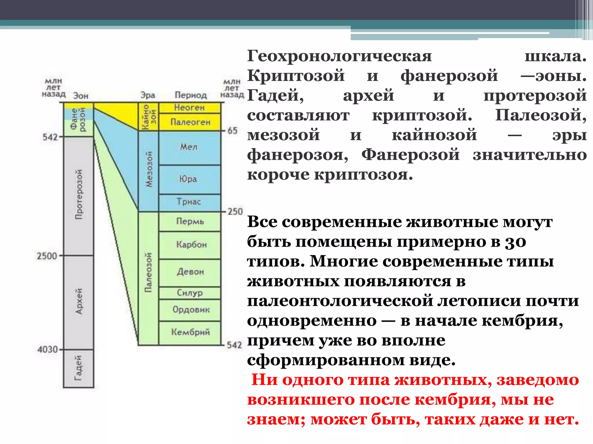 Геохронологическая шкала.
Криптозой и фанерозой —эоны.
Гадей, архей и протерозой
составляют криптозой. Палеозой,
мезозой и кайнозой — эры
фанерозоя, Фанерозой значительно
короче криптозоя.
Все современные животные могут
быть помещены примерно в 30
типов. Многие современные типы
животных появляются в
палеонтологической летописи почти
одновременно — в начале кембрия,
причем уже во вполне
сформированном виде.
Ни одного типа животных, заведомо
возникшего после кембрия, мы не
знаем; может быть, таких даже и нет.
 