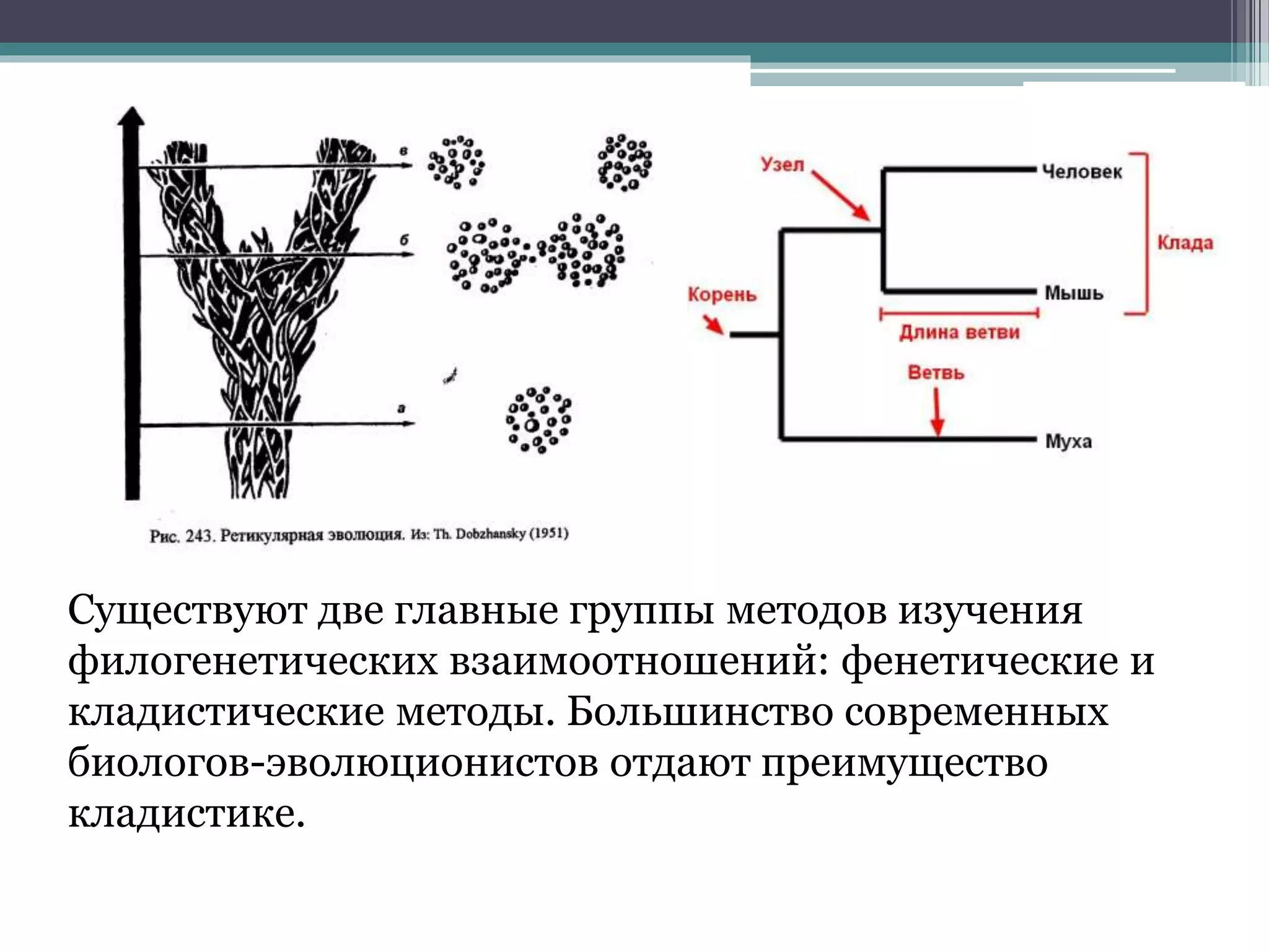 Существуют две главные группы методов изучения
филогенетических взаимоотношений: фенетические и
кладистические методы. Большинство современных
биологов-эволюционистов отдают преимущество
кладистике.
 