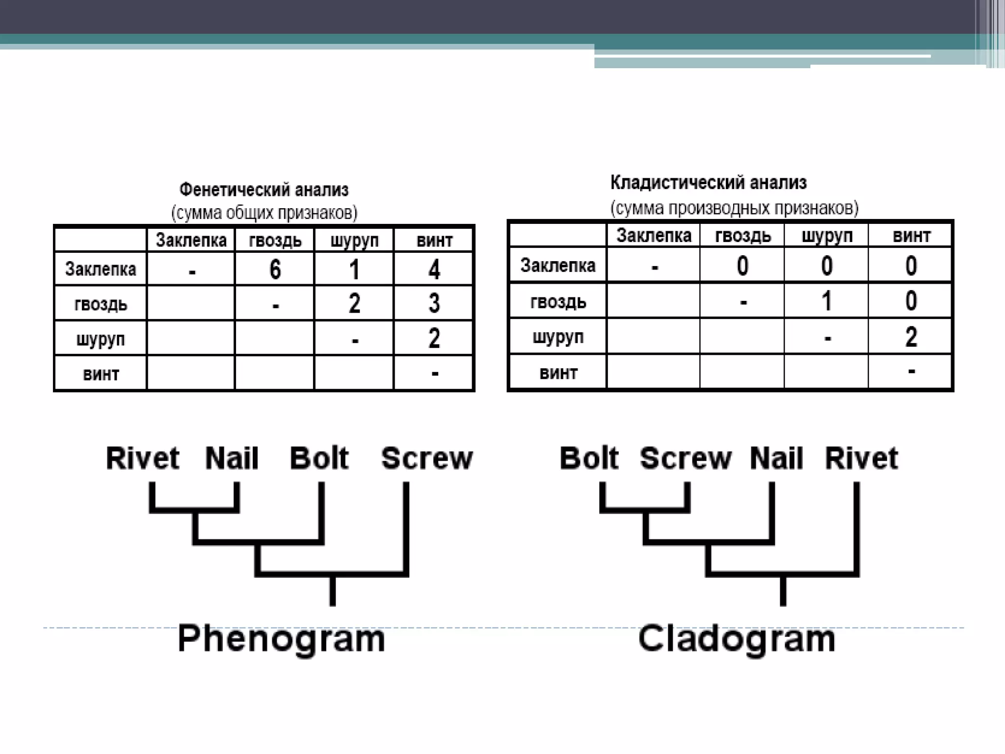 Презентация: Филогения животных.
