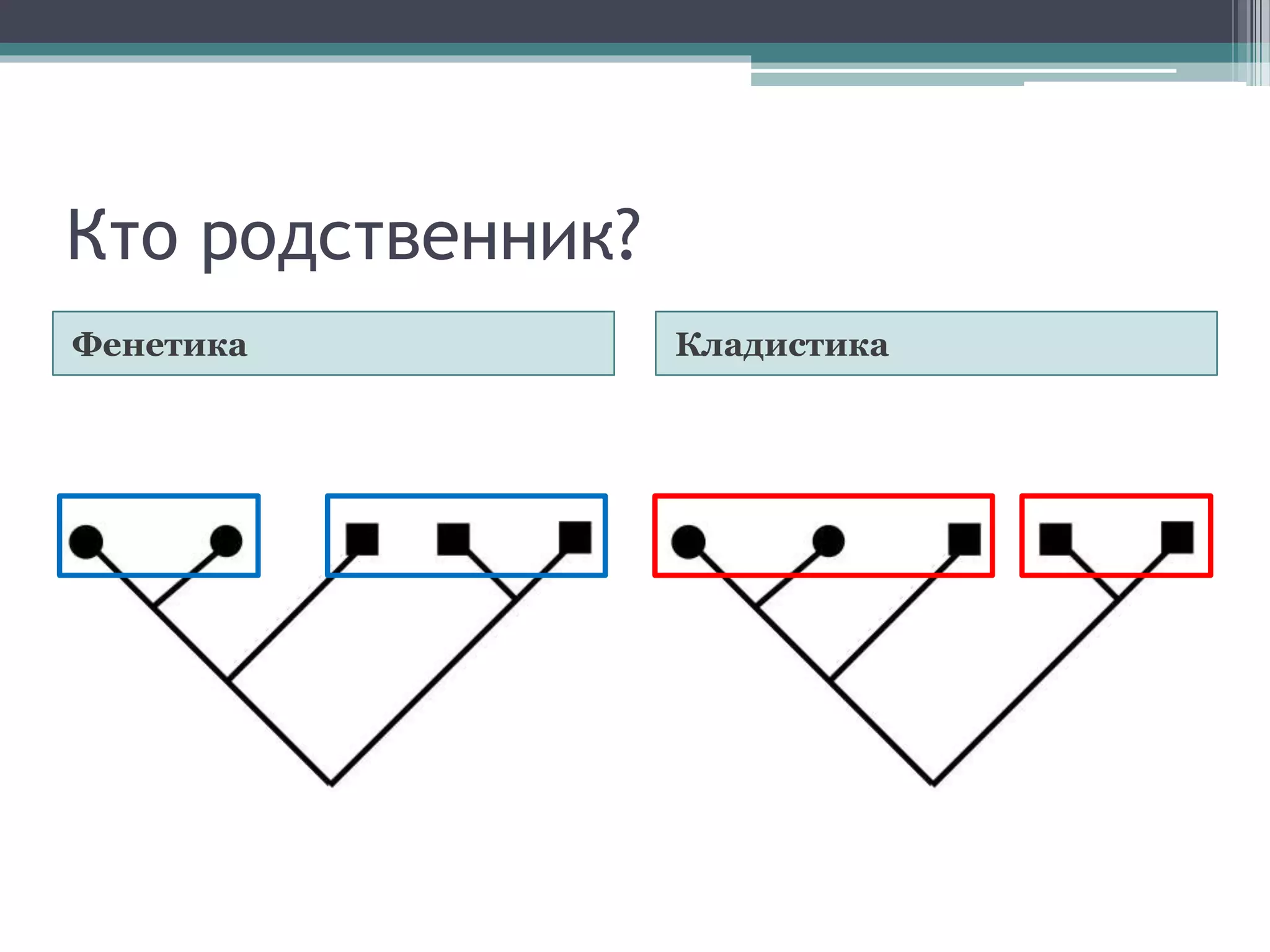 Кто родственник?
Фенетика Кладистика
 
