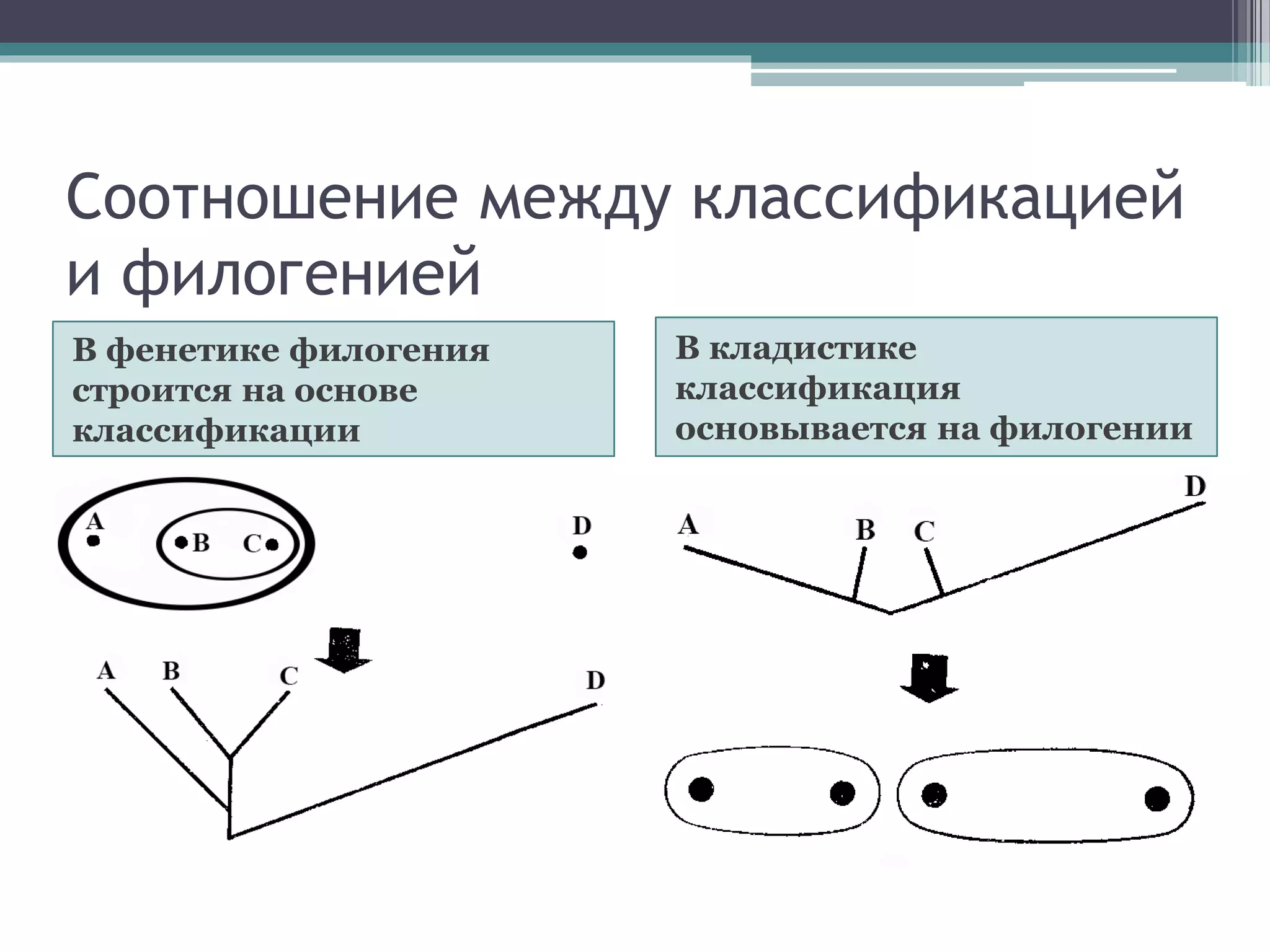 Соотношение между классификацией
и филогенией
В фенетике филогения
строится на основе
классификации
В кладистике
классификация
основывается на филогении
 