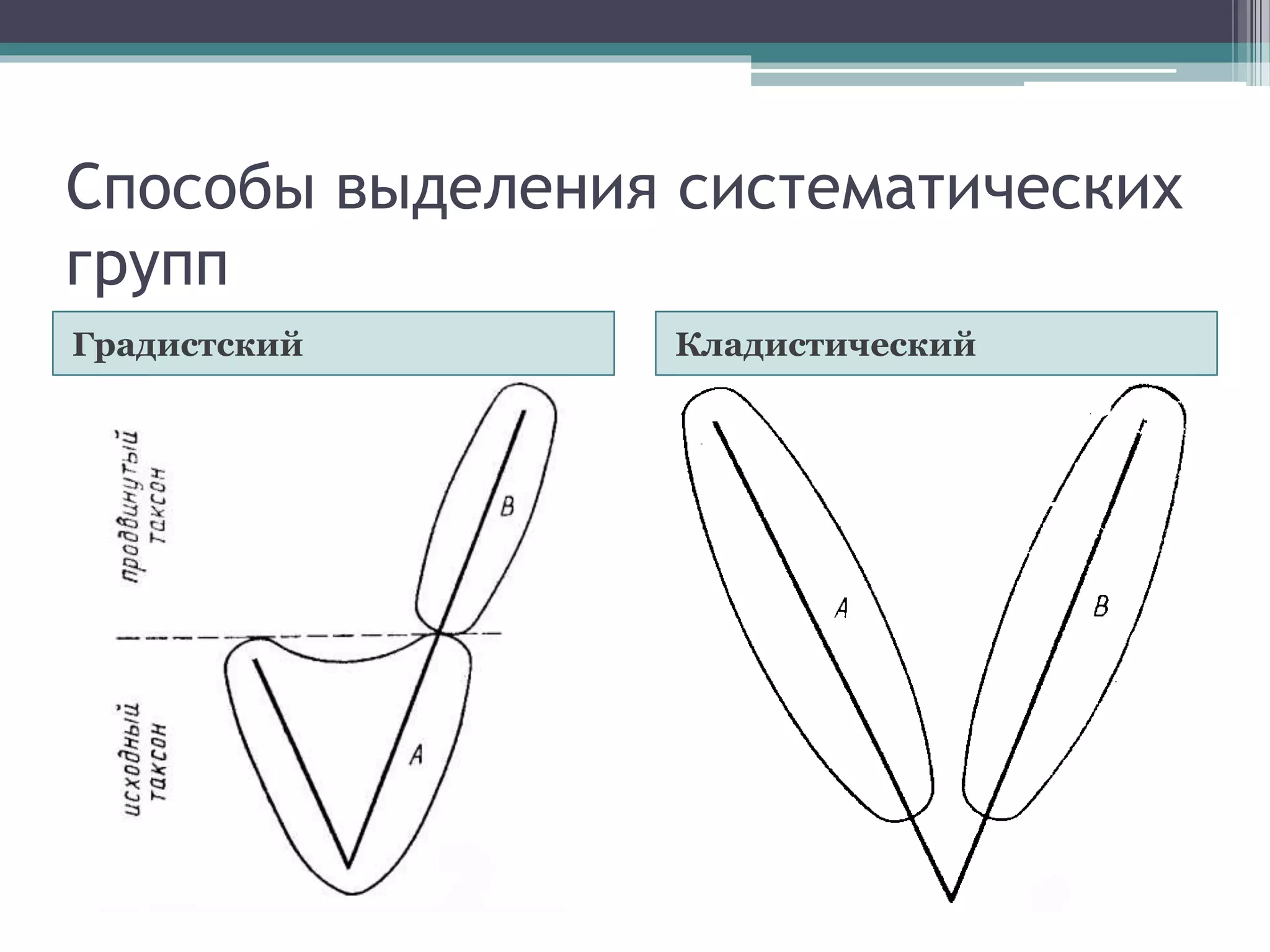 Способы выделения систематических
групп
Градистский Кладистический
 