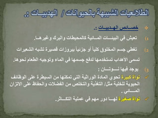 ‫الهــدبيــات‬ ‫خصــائص‬.:
(1‫وغيرهــا‬ ‫والبرك‬ ‫كالمحيطات‬ ‫المــائية‬ ‫البيئـــات‬ ‫في‬ ‫تعيش‬.
(2‫ال‬ ‫تشبه‬ ‫قصيرة‬ ‫ببروزات‬ ً‫ا‬‫جزئي‬ ‫أو‬ ً‫ا‬‫كلي‬ ‫المخلوق‬ ‫جسم‬ ‫تغطي‬‫شعيرات‬
‫نحو‬ ‫الطعام‬ ‫وتوجيه‬ ‫الماء‬ ‫في‬ ‫جسمها‬ ‫لدفع‬ ‫تستخدمها‬ ‫األهداب‬ ‫تسمى‬‫ها‬.
(3‫نــــوتـــان‬ ‫فيها‬ ‫يوجد‬:
‫كبيرة‬ ‫نواة‬‫الو‬ ‫على‬ ‫السيطرة‬ ‫من‬ ‫تمكنها‬ ‫التي‬ ‫الوراثية‬ ‫المادة‬ ‫تحوي‬‫ظائف‬
‫مثل‬ ‫للخلية‬ ‫الحيوية‬/‫عل‬ ‫والحفاظ‬ ‫الفضالت‬ ‫من‬ ‫والتخلص‬ ‫التغذية‬‫االتزان‬ ‫ى‬
‫المــــائي‬.
‫صغيرة‬ ‫نواة‬‫التكـــاثر‬ ‫عملية‬ ‫في‬ ‫مهم‬ ‫دور‬ ‫لهـــا‬.
 