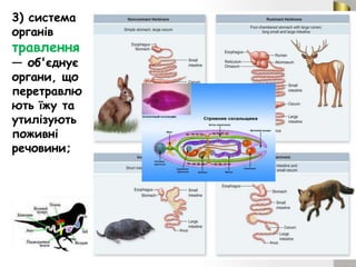 Органи та системи органів тварин | PPT