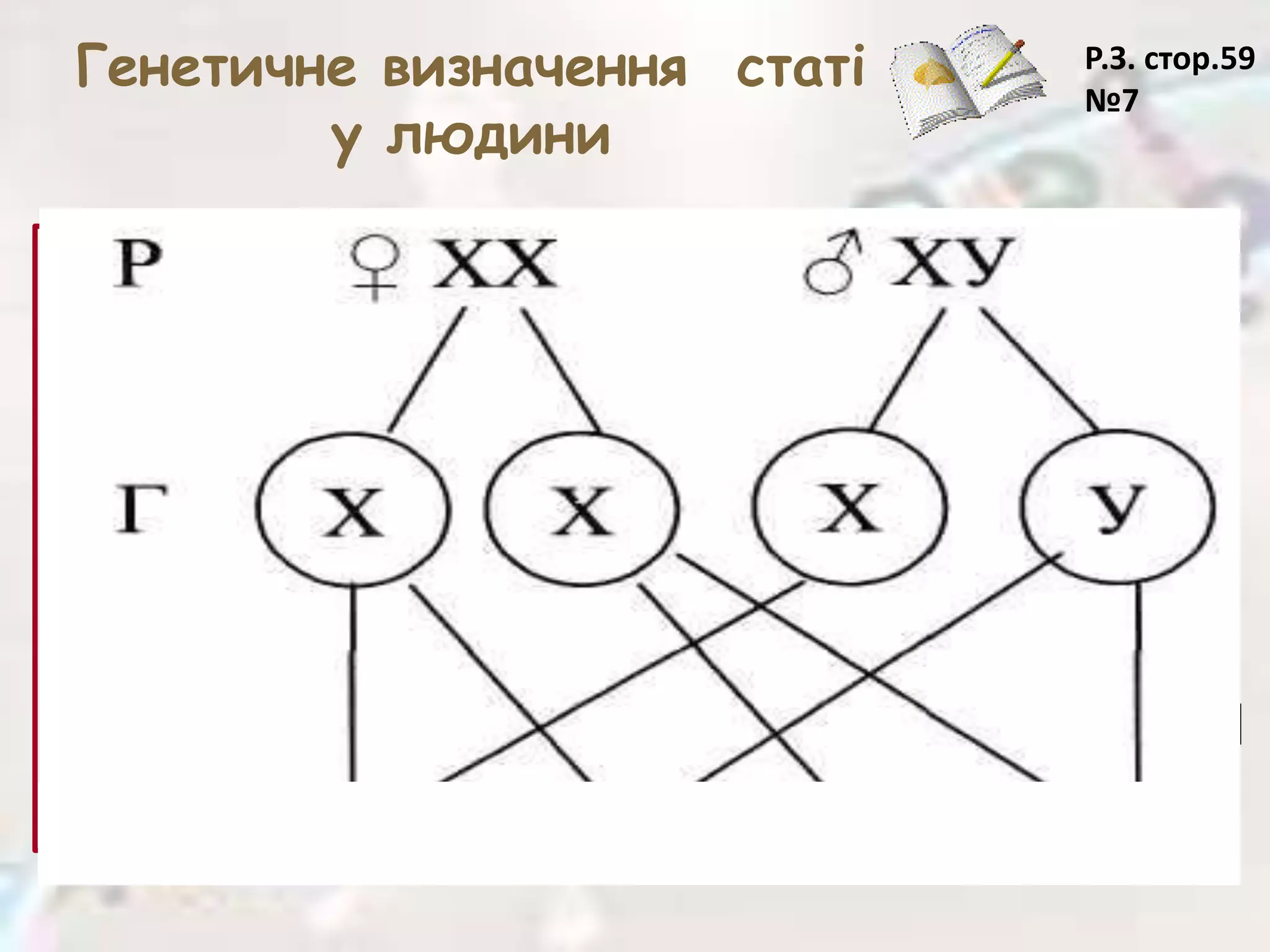 Генетичне визначення статі
у людини
ВИДИ СТАТЕВИХ
ХРОМОСОМ:
ХХ – жіночі хромосома ;
ХY – чоловічі хромосома.
P XX x XY
G X X ; Y
F1 XX ; XY
Співвідношення статі
1 : 1
Р.З. стор.59
№7
 