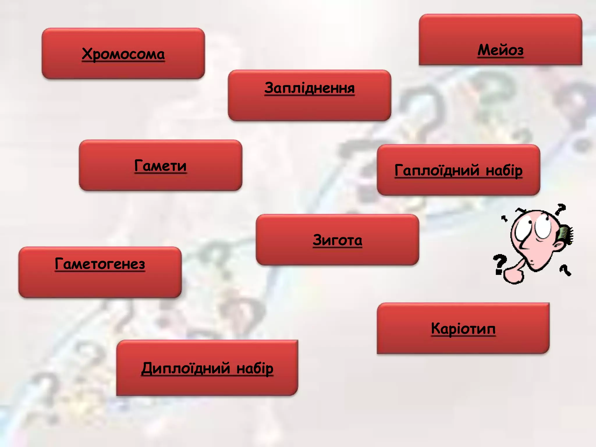 Хромосома
Зигота
Запліднення
Гаметогенез
Гамети Гаплоїдний набір
Диплоїдний набір
Каріотип
Мейоз
 