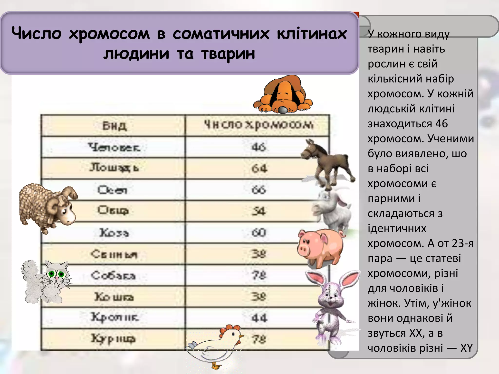 Число хромосом в соматичних клітинах
людини та тварин
У кожного виду
тварин і навіть
рослин є свій
кількісний набір
хромосом. У кожній
людській клітині
знаходиться 46
хромосом. Ученими
було виявлено, шо
в наборі всі
хромосоми є
парними і
складаються з
ідентичних
хромосом. А от 23-я
пара — це статеві
хромосоми, різні
для чоловіків і
жінок. Утім, у'жінок
вони однакові й
звуться XX, а в
чоловіків різні — XY
 