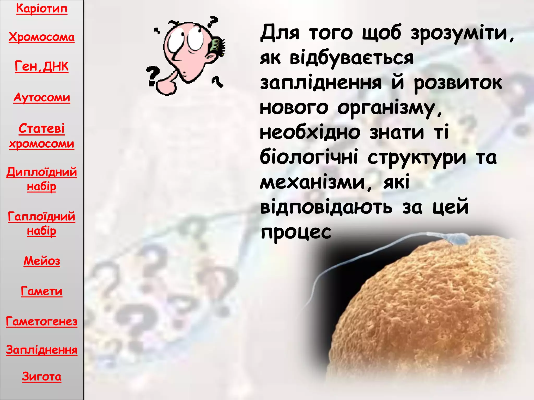 Для того щоб зрозуміти,
як відбувається
запліднення й розвиток
нового організму,
необхідно знати ті
біологічні структури та
механізми, які
відповідають за цей
процес
Каріотип
Хромосома
Ген,ДНК
Аутосоми
Статеві
хромосоми
Диплоїдний
набір
Гаплоїдний
набір
Мейоз
Гамети
Гаметогенез
Запліднення
Зигота
 