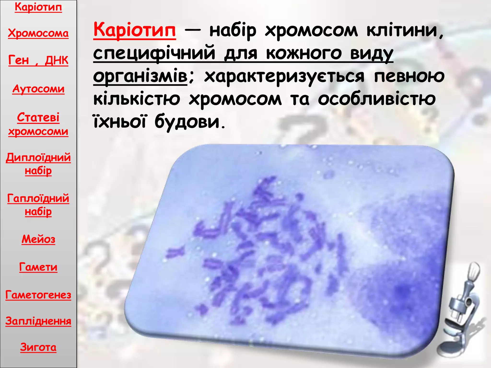 Каріотип — набір хромосом клітини,
специфічний для кожного виду
організмів; характеризується певною
кількістю хромосом та особливістю
їхньої будови.
Каріотип
Хромосома
Ген , ДНК
Аутосоми
Статеві
хромосоми
Диплоїдний
набір
Гаплоїдний
набір
Мейоз
Гамети
Гаметогенез
Запліднення
Зигота
 