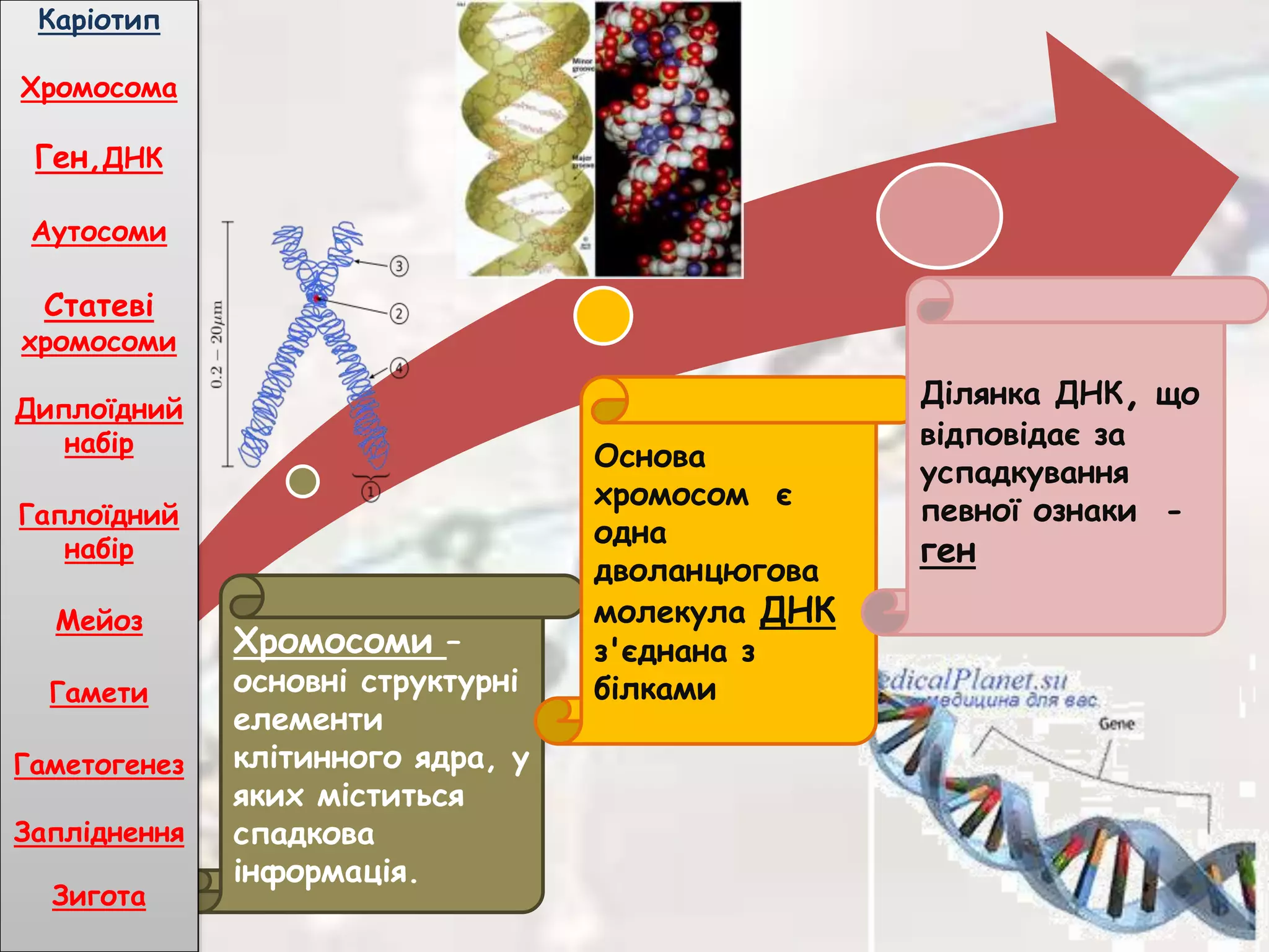 Хромосоми –
основні структурні
елементи
клітинного ядра, у
яких міститься
спадкова
інформація.
Основа
хромосом є
одна
дволанцюгова
молекула ДНК
з'єднана з
білками
Ділянка ДНК, що
відповідає за
успадкування
певної ознаки -
ген
Каріотип
Хромосома
Ген,ДНК
Аутосоми
Статеві
хромосоми
Диплоїдний
набір
Гаплоїдний
набір
Мейоз
Гамети
Гаметогенез
Запліднення
Зигота
 