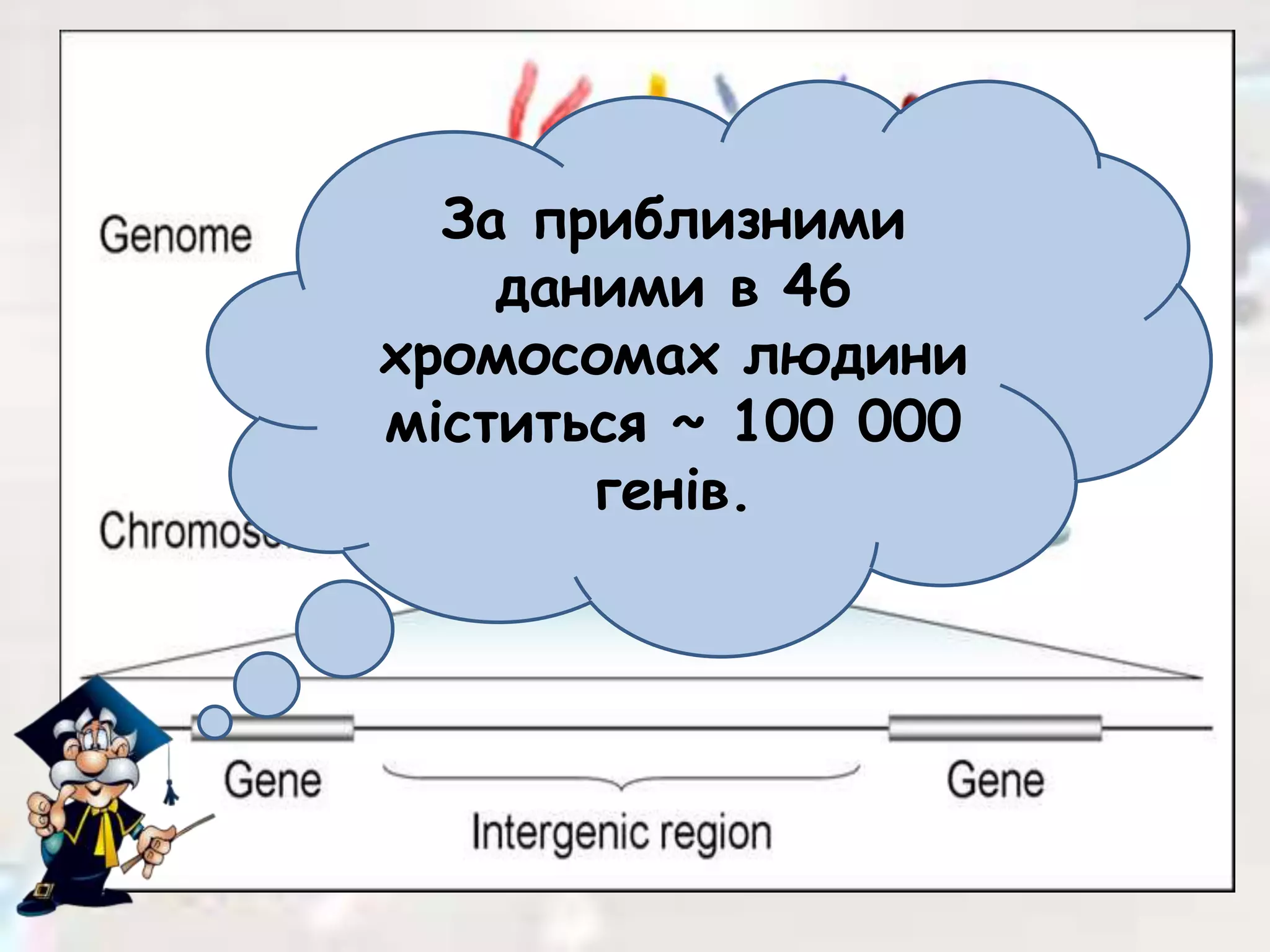 За приблизними
даними в 46
хромосомах людини
міститься ~ 100 000
генів.
 