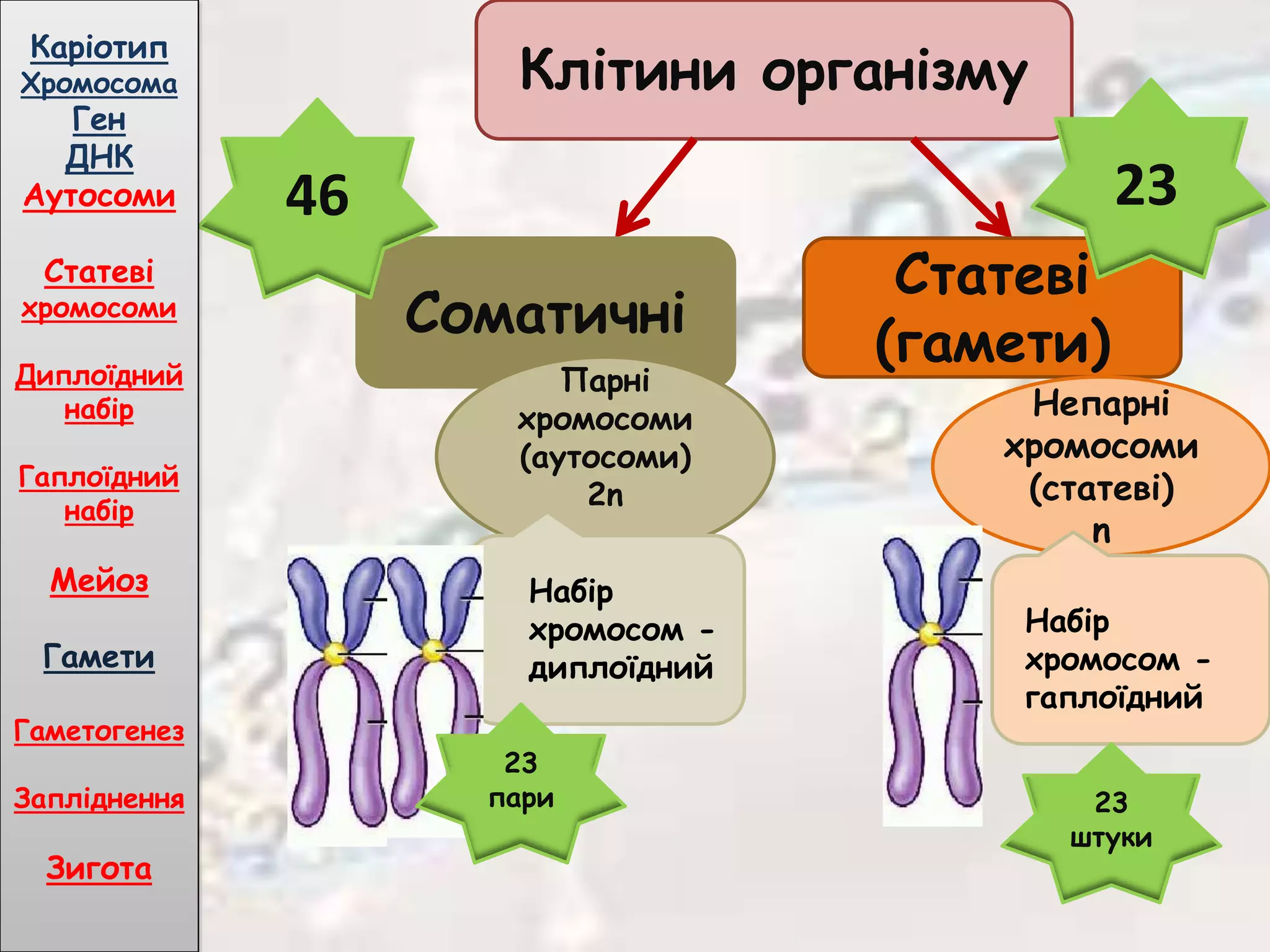 Клітини організму
Соматичні
Статеві
(гамети)
Парні
хромосоми
(аутосоми)
2n
Непарні
хромосоми
(статеві)
n
Набір
хромосом -
диплоїдний
Набір
хромосом -
гаплоїдний
46 23
23
пари 23
штуки
Каріотип
Хромосома
Ген
ДНК
Аутосоми
Статеві
хромосоми
Диплоїдний
набір
Гаплоїдний
набір
Мейоз
Гамети
Гаметогенез
Запліднення
Зигота
 
