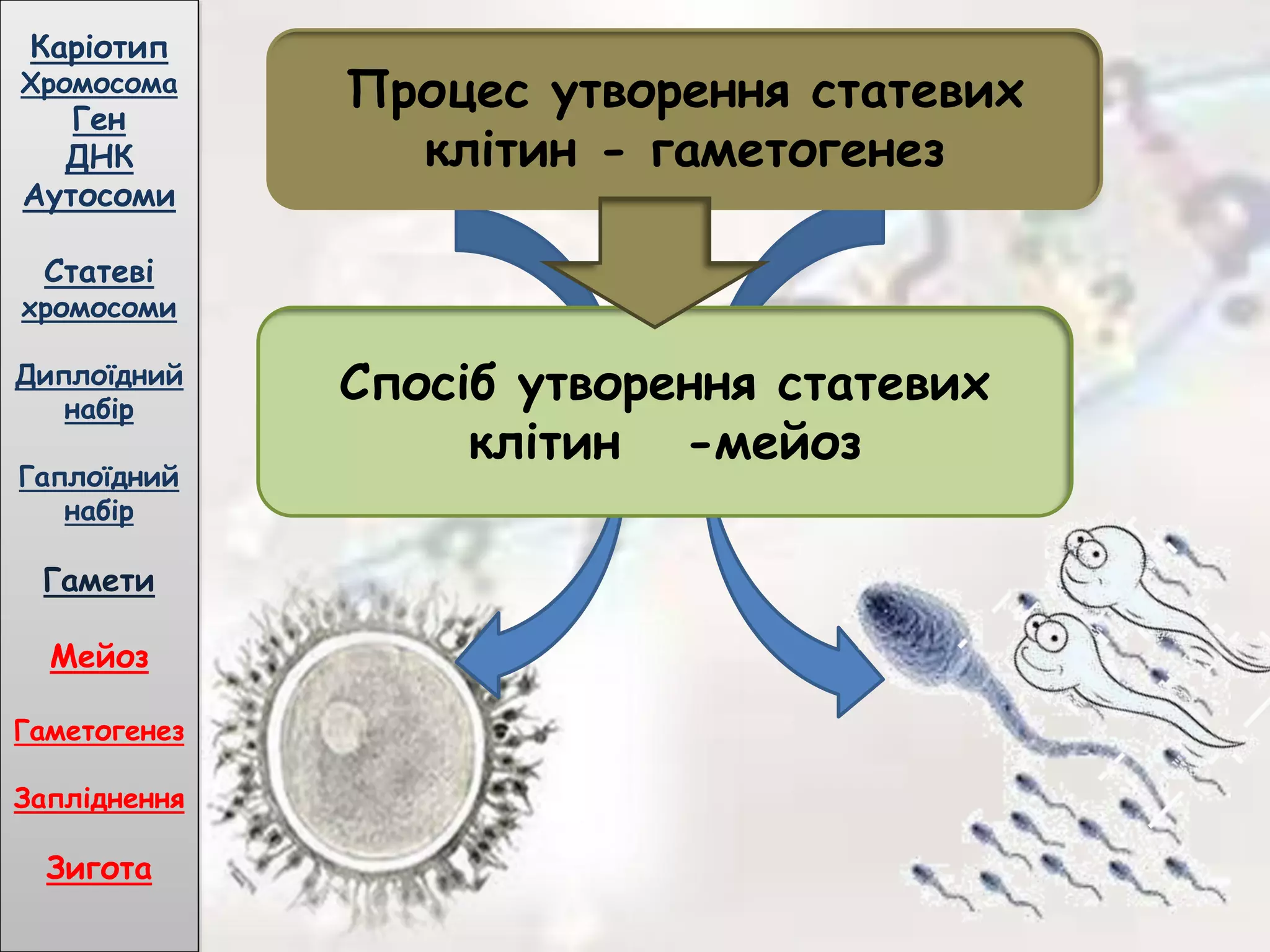 23
Процес утворення статевих
клітин - гаметогенез
Спосіб утворення статевих
клітин -мейоз
Каріотип
Хромосома
Ген
ДНК
Аутосоми
Статеві
хромосоми
Диплоїдний
набір
Гаплоїдний
набір
Гамети
Мейоз
Гаметогенез
Запліднення
Зигота
 