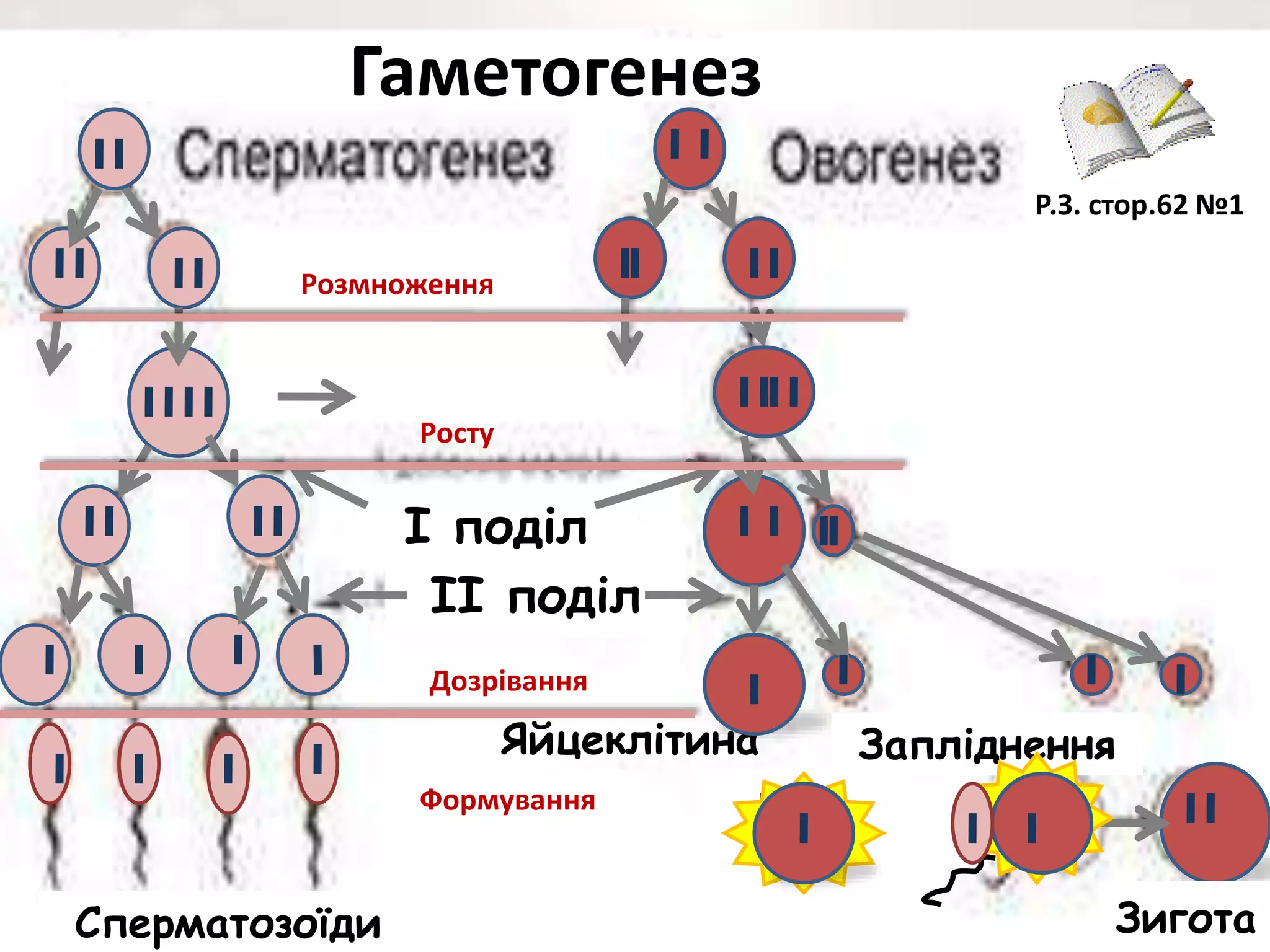 І поділ
ІІ поділ
Яйцеклітина Запліднення
ЗиготаСперматозоїди
Р.З. стор.62 №1
Гаметогенез
Розмноження
Росту
Формування
Дозрівання
 