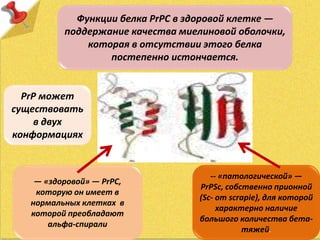 — «здоровой» — PrPC,
которую он имеет в
нормальных клетках в
которой преобладают
альфа-спирали
-- «патологической» —
PrPSc, собственно прионной
(Sc- от scrapie), для которой
характерно наличие
большого количества бета-
тяжей.
PrP может
существовать
в двух
конформациях
Функции белка PrPC в здоровой клетке —
поддержание качества миелиновой оболочки,
которая в отсутствии этого белка
постепенно истончается.
 
