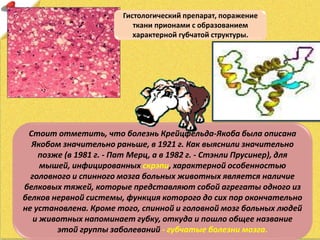 Стоит отметить, что болезнь Крейцфельда-Якоба была описана
Якобом значительно раньше, в 1921 г. Как выяснили значительно
позже (в 1981 г. - Пат Мерц, а в 1982 г. - Стэнли Прусинер), для
мышей, инфицированных скрэпи, характерной особенностью
головного и спинного мозга больных животных является наличие
белковых тяжей, которые представляют собой агрегаты одного из
белков нервной системы, функция которого до сих пор окончательно
не установлена. Кроме того, спинной и головной мозг больных людей
и животных напоминает губку, откуда и пошло общее название
этой группы заболеваний - губчатые болезни мозга.
Гистологический препарат, поражение
ткани прионами с образованием
характерной губчатой структуры.
 