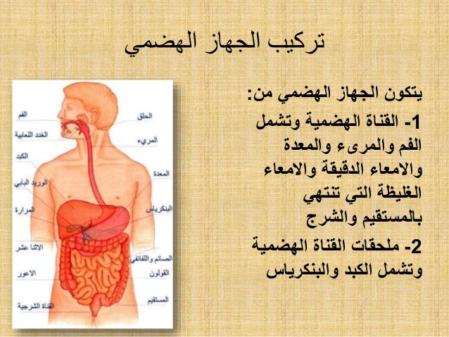 الهضمي من الجهاز يتكون أجهزة جسم