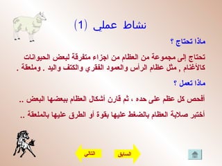 ) ‫عملي‬ ‫نشاط‬1(
‫؟‬ ‫تحتاج‬ ‫ماذا‬
‫الحيوانات‬ ‫لبعض‬ ‫متفرقة‬ ‫اجزاء‬ ‫من‬ ‫العظام‬ ‫من‬ ‫مجموضعة‬ ‫إلى‬ ‫تحتاج‬
. ‫وملعقة‬ . ‫واليد‬ ‫والكتف‬ ‫الفقري‬ ‫والعمود‬ ‫الرأس‬ ‫ضعظام‬ ‫مثل‬ , ‫كالنغنام‬
‫؟‬ ‫تعمل‬ ‫ماذا‬
.. ‫البعض‬ ‫ببعضها‬ ‫العظام‬ ‫أشكال‬ ‫قارن‬ ‫ثم‬ ، ‫محده‬ ‫ضعلى‬ ‫ضعظم‬ ‫كل‬ ‫أفحص‬
.. ‫بالملعقة‬ ‫ضعليها‬ ‫الطرق‬ ‫أو‬ ‫بقوة‬ ‫ضعليها‬ ‫بالضغط‬ ‫العظام‬ ‫صلبة‬ ‫أختبر‬
‫التالي‬ ‫السابق‬
 