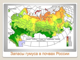 Запасы гумуса в почвах России
 