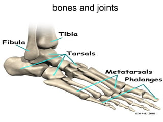 bones and joints
 