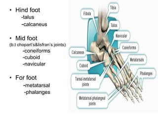 • Hind foot
-talus
-calcaneus
• Mid foot
(b.t chopart’s&lisfran’s joints)
-coneiforms
-cuboid
-navicular
• For foot
-metatarsal
-phalanges
 