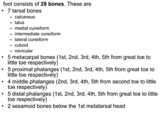 foot consists of 28 bones. These are
• 7 tarsal bones
– calcaneus
– talus
– medial cuneiform
– intermediate cuneiform
– lateral cuneiform
– cuboid
– navicular
• 5 metacarpal bones (1st, 2nd, 3rd, 4th, 5th from great toe to
little toe respectively)
• 5 proximal phalanges (1st, 2nd, 3rd, 4th, 5th from great toe to
little toe respectively)
• 4 middle phalanges (2nd, 3rd, 4th, 5th from second toe to little
toe respectively)
• 5 distal phalanges (1st, 2nd, 3rd, 4th, 5th from great toe to little
toe respectively)
• 2 sesamoid bones below the 1st metatarsal head
 