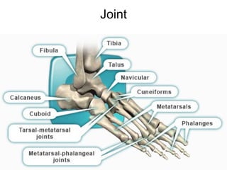 Joint
The joint between the metatarsals and the first phalanx
is called the metatarsal phalangeal joint (MTP)
movement in these joints is very important for a
normal walking pattern.
• Not much motion occurs at the joints between the
bones of the toes. The big toe, or hallux, is the most
important toe for walking, and the first MTP joint is a
common area for problems in the foot.
 