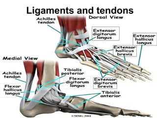 Ligaments and tendons
 