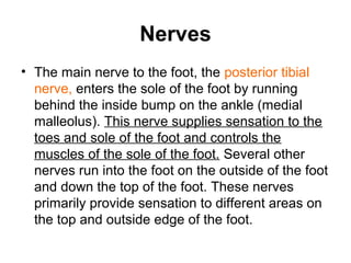 Nerves
• The main nerve to the foot, the posterior tibial
nerve, enters the sole of the foot by running
behind the inside bump on the ankle (medial
malleolus). This nerve supplies sensation to the
toes and sole of the foot and controls the
muscles of the sole of the foot. Several other
nerves run into the foot on the outside of the foot
and down the top of the foot. These nerves
primarily provide sensation to different areas on
the top and outside edge of the foot.
 
