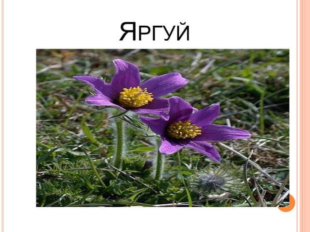 "Цэцэгт ургамал" 5-р анги | PPT