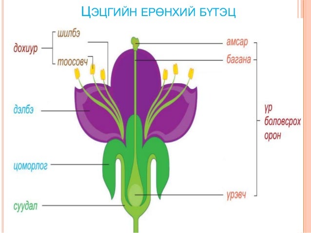 "Цэцэгт ургамал" 5-р анги