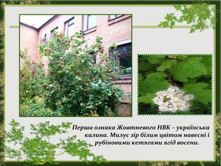 Перша ознака Жовтневого НВК – українська
калина. Милує зір білим цвітом навесні і
рубіновими кетягами ягід восени.
 