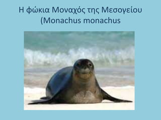 Η φώκια Μοναχός της Μεσογείου
(Monachus monachus
 