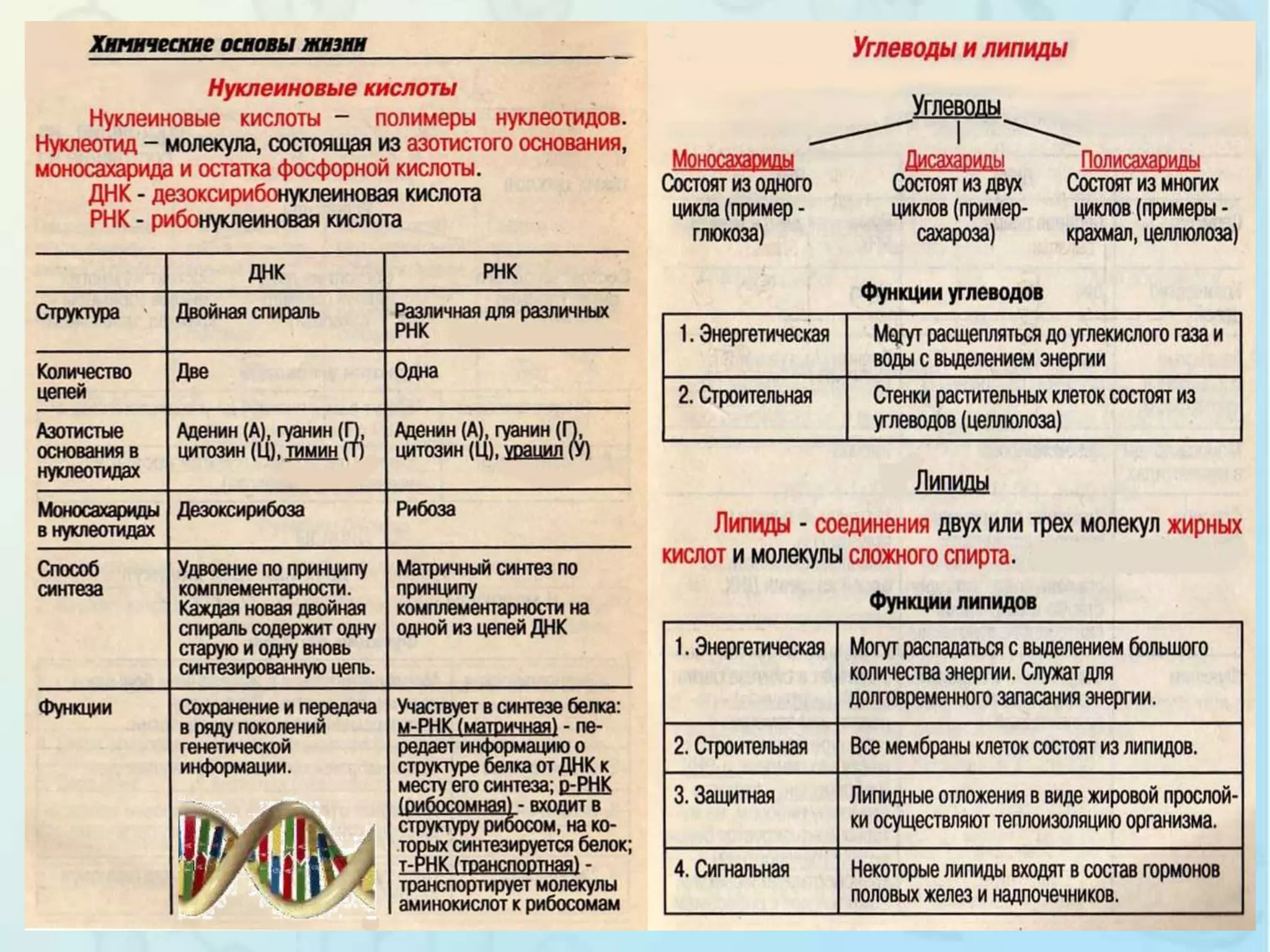 Шпаргалка (биология в схемах и таблицах) | PPTX