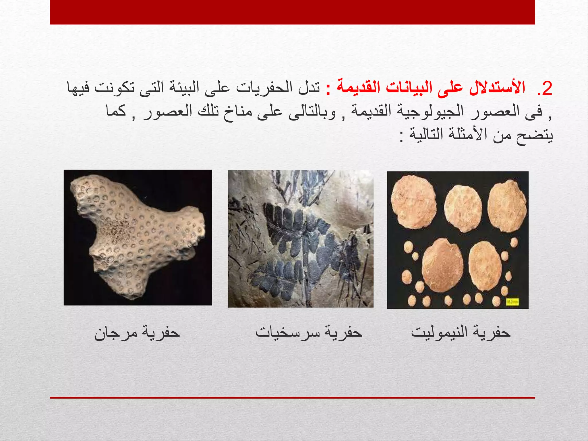 2.‫القديمة‬ ‫البيانات‬ ‫على‬ ‫األستدالل‬:‫الت‬ ‫البيئة‬ ‫على‬ ‫الحفريات‬ ‫تدل‬‫فيها‬ ‫تكونت‬ ‫ى‬
,‫القديمة‬ ‫الجيولوجية‬ ‫العصور‬ ‫فى‬,‫العصور‬ ‫تلك‬ ‫مناخ‬ ‫على‬ ‫وبالتالى‬,‫كما‬
‫التالية‬ ‫األمثلة‬ ‫من‬ ‫يتضح‬:
‫النيموليت‬ ‫حفرية‬‫مرجان‬ ‫حفرية‬ ‫سرسخيات‬ ‫حفرية‬
 