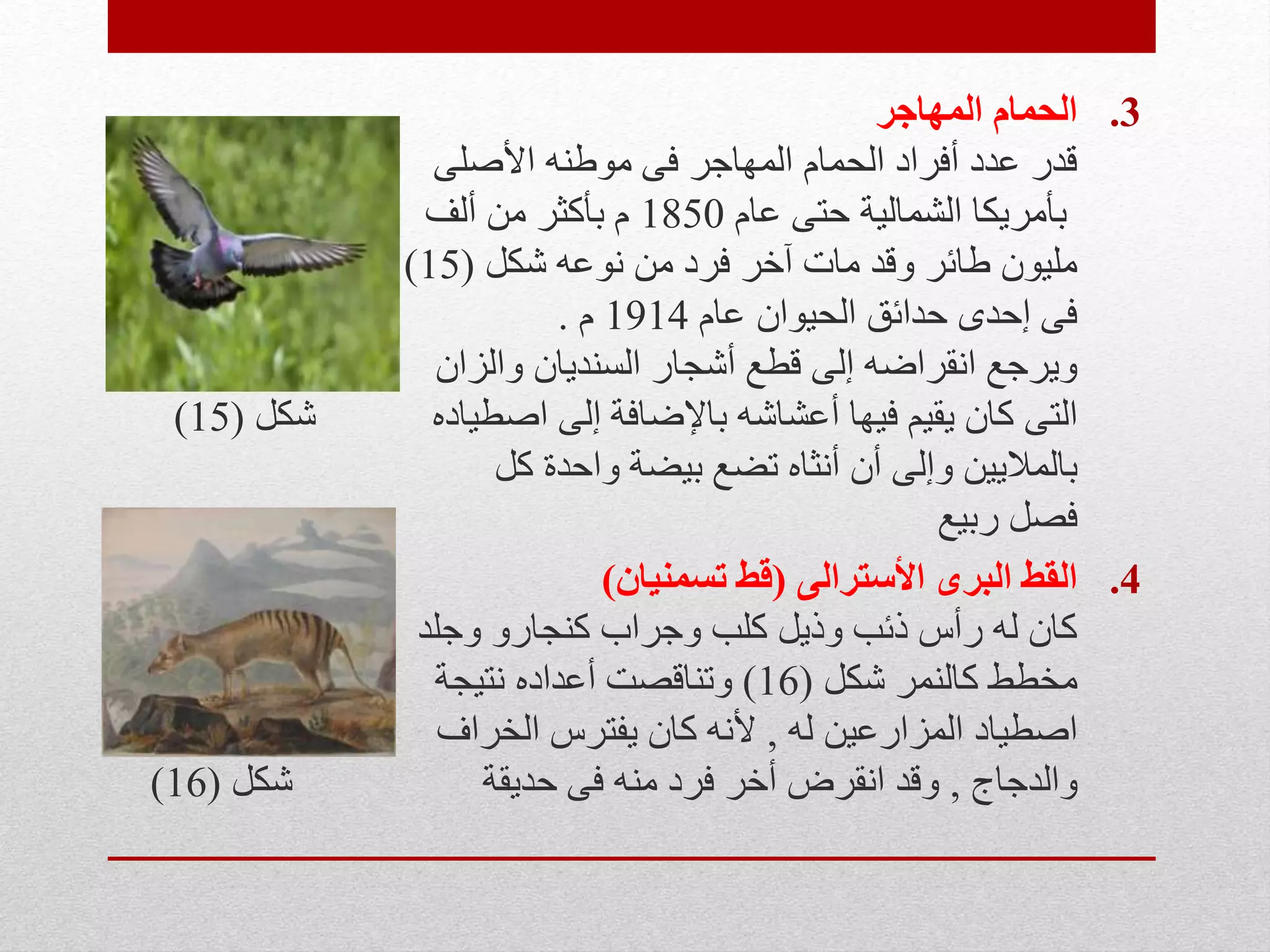 .3‫المهاجر‬ ‫الحمام‬
‫األصلى‬ ‫موطنه‬ ‫فى‬ ‫المهاجر‬ ‫الحمام‬ ‫أفراد‬ ‫عدد‬ ‫قدر‬
‫عام‬ ‫حتى‬ ‫الشمالية‬ ‫بأمريكا‬1850‫ألف‬ ‫من‬ ‫بأكثر‬ ‫م‬
‫شكل‬ ‫نوعه‬ ‫من‬ ‫فرد‬ ‫آخر‬ ‫مات‬ ‫وقد‬ ‫طائر‬ ‫مليون‬(15)
‫عام‬ ‫الحيوان‬ ‫حدائق‬ ‫إحدى‬ ‫فى‬1914‫م‬.
‫والزان‬ ‫السنديان‬ ‫أشجار‬ ‫قطع‬ ‫إلى‬ ‫انقراضه‬ ‫ويرجع‬
‫التى‬‫إلى‬ ‫باإلضافة‬ ‫أعشاشه‬ ‫فيها‬ ‫يقيم‬ ‫كان‬‫شكل‬ ‫اصطياده‬(15)
‫بالماليين‬‫كل‬ ‫واحدة‬ ‫بيضة‬ ‫تضع‬ ‫أنثاه‬ ‫أن‬ ‫وإلى‬
‫ربيع‬ ‫فصل‬
.4‫األسترالى‬ ‫البرى‬ ‫القط‬(‫تسمنيان‬ ‫قط‬)
‫وجلد‬ ‫كنجارو‬ ‫وجراب‬ ‫كلب‬ ‫وذيل‬ ‫ذئب‬ ‫رأس‬ ‫له‬ ‫كان‬
‫شكل‬ ‫كالنمر‬ ‫مخطط‬(16)‫نتيجة‬ ‫أعداده‬ ‫وتناقصت‬
‫له‬ ‫المزارعين‬ ‫اصطياد‬,‫الخراف‬ ‫يفترس‬ ‫كان‬ ‫ألنه‬
‫والدجاج‬,‫شكل‬ ‫حديقة‬ ‫فى‬ ‫منه‬ ‫فرد‬ ‫أخر‬ ‫انقرض‬ ‫وقد‬(16)
 