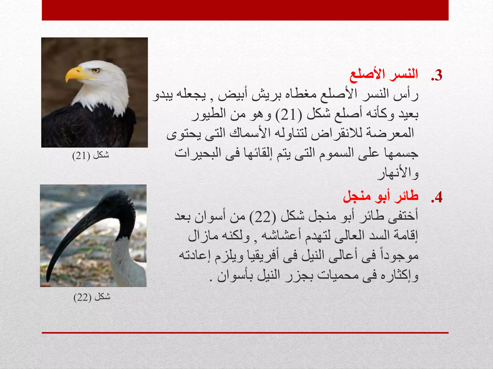 .3‫األصلع‬ ‫النسر‬
‫أبيض‬ ‫بريش‬ ‫مغطاه‬ ‫األصلع‬ ‫النسر‬ ‫رأس‬,‫من‬ ‫يبدو‬ ‫يجعله‬
‫شكل‬ ‫أصلع‬ ‫وكأنه‬ ‫بعيد‬(21)‫الطيور‬ ‫من‬ ‫وهو‬
‫المعرضة‬‫يحتوى‬ ‫التى‬ ‫األسماك‬ ‫لتناوله‬ ‫لالنقراض‬
‫على‬ ‫جسمها‬‫فى‬ ‫إلقائها‬ ‫يتم‬ ‫التى‬ ‫السموم‬‫البحيرات‬‫شكل‬(21)
‫واألنهار‬
.4‫منجل‬ ‫أبو‬ ‫طائر‬
‫شكل‬ ‫منجل‬ ‫أبو‬ ‫طائر‬ ‫أختفى‬(22)‫بعد‬ ‫أسوان‬ ‫من‬
‫أعشاشه‬ ‫لتهدم‬ ‫العالى‬ ‫السد‬ ‫إقامة‬,‫مازال‬ ‫ولكنه‬
‫إعادته‬ ‫ويلزم‬ ‫أفريقيا‬ ‫فى‬ ‫النيل‬ ‫أعالى‬ ‫فى‬ ً‫ا‬‫موجود‬
‫بأسوان‬ ‫النيل‬ ‫بجزر‬ ‫محميات‬ ‫فى‬ ‫وإكثاره‬.
‫شكل‬(22)
 