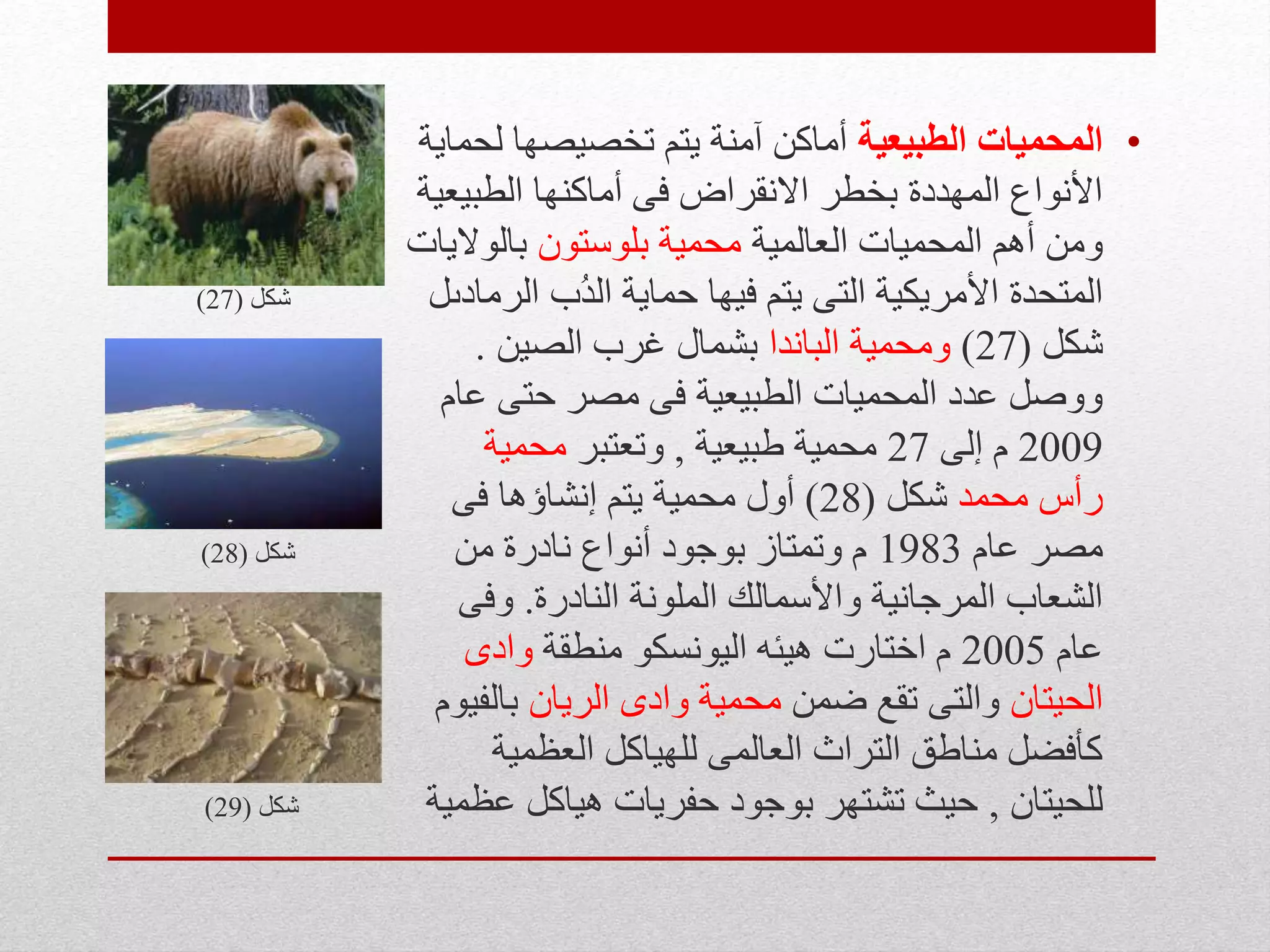 •‫الطبيعية‬ ‫المحميات‬‫لحماية‬ ‫تخصيصها‬ ‫يتم‬ ‫آمنة‬ ‫أماكن‬
‫الطبيعية‬ ‫أماكنها‬ ‫فى‬ ‫االنقراض‬ ‫بخطر‬ ‫المهددة‬ ‫األنواع‬
‫العالمية‬ ‫المحميات‬ ‫أهم‬ ‫ومن‬‫بلوستون‬ ‫محمية‬‫بالواليات‬
‫الرمادىل‬ ‫ُب‬‫د‬‫ال‬ ‫حماية‬ ‫فيها‬ ‫يتم‬ ‫التى‬ ‫األمريكية‬ ‫المتحدة‬‫شكل‬(27)
‫شكل‬(27)‫الباندا‬ ‫ومحمية‬‫الصين‬ ‫غرب‬ ‫بشمال‬.
‫عام‬ ‫حتى‬ ‫مصر‬ ‫فى‬ ‫الطبيعية‬ ‫المحميات‬ ‫عدد‬ ‫ووصل‬
2009‫إلى‬ ‫م‬27‫طبيعية‬ ‫محمية‬,‫وتعتبر‬‫محمية‬
‫محمد‬ ‫رأس‬‫شكل‬(28)‫فى‬ ‫إنشاؤها‬ ‫يتم‬ ‫محمية‬ ‫أول‬
‫عام‬ ‫مصر‬1983‫من‬ ‫نادرة‬ ‫أنواع‬ ‫بوجود‬ ‫وتمتاز‬ ‫م‬‫شكل‬(28)
‫النادرة‬ ‫الملونة‬ ‫واألسمالك‬ ‫المرجانية‬ ‫الشعاب‬.‫وفى‬
‫عام‬2005‫منطقة‬ ‫اليونسكو‬ ‫هيئه‬ ‫اختارت‬ ‫م‬‫وادى‬
‫الحيتان‬‫ضمن‬ ‫تقع‬ ‫والتى‬‫الريان‬ ‫وادى‬ ‫محمية‬‫بالفيوم‬
‫العظمية‬ ‫للهياكل‬ ‫العالمى‬ ‫التراث‬ ‫مناطق‬ ‫كأفضل‬
‫للحيتان‬,‫عظمية‬ ‫هياكل‬ ‫حفريات‬ ‫بوجود‬ ‫تشتهر‬ ‫حيث‬‫شكل‬(29)
 