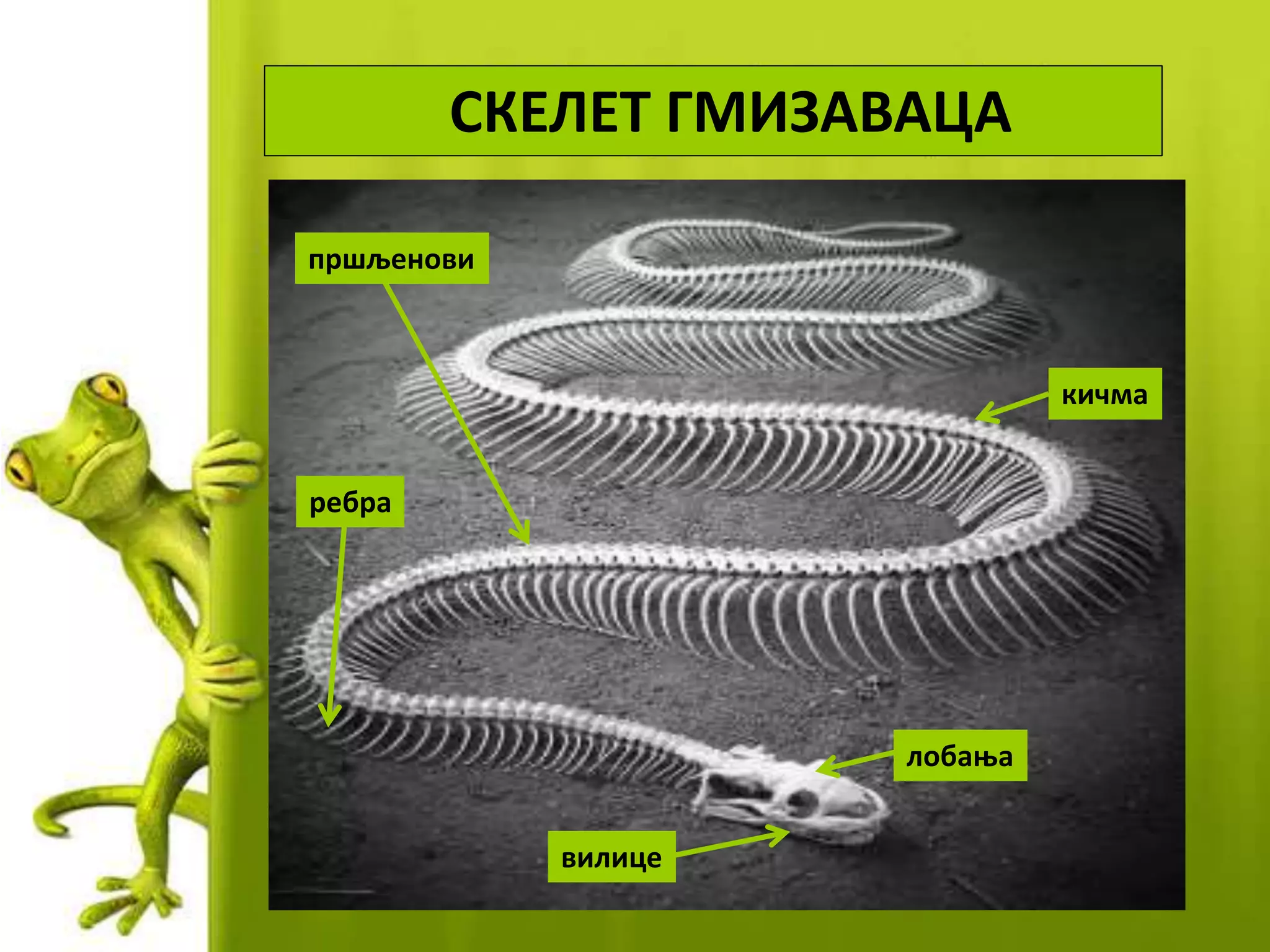 СКЕЛЕТ ГМИЗАВАЦА
лобања
вилице
ребра
пршљенови
кичма
 
