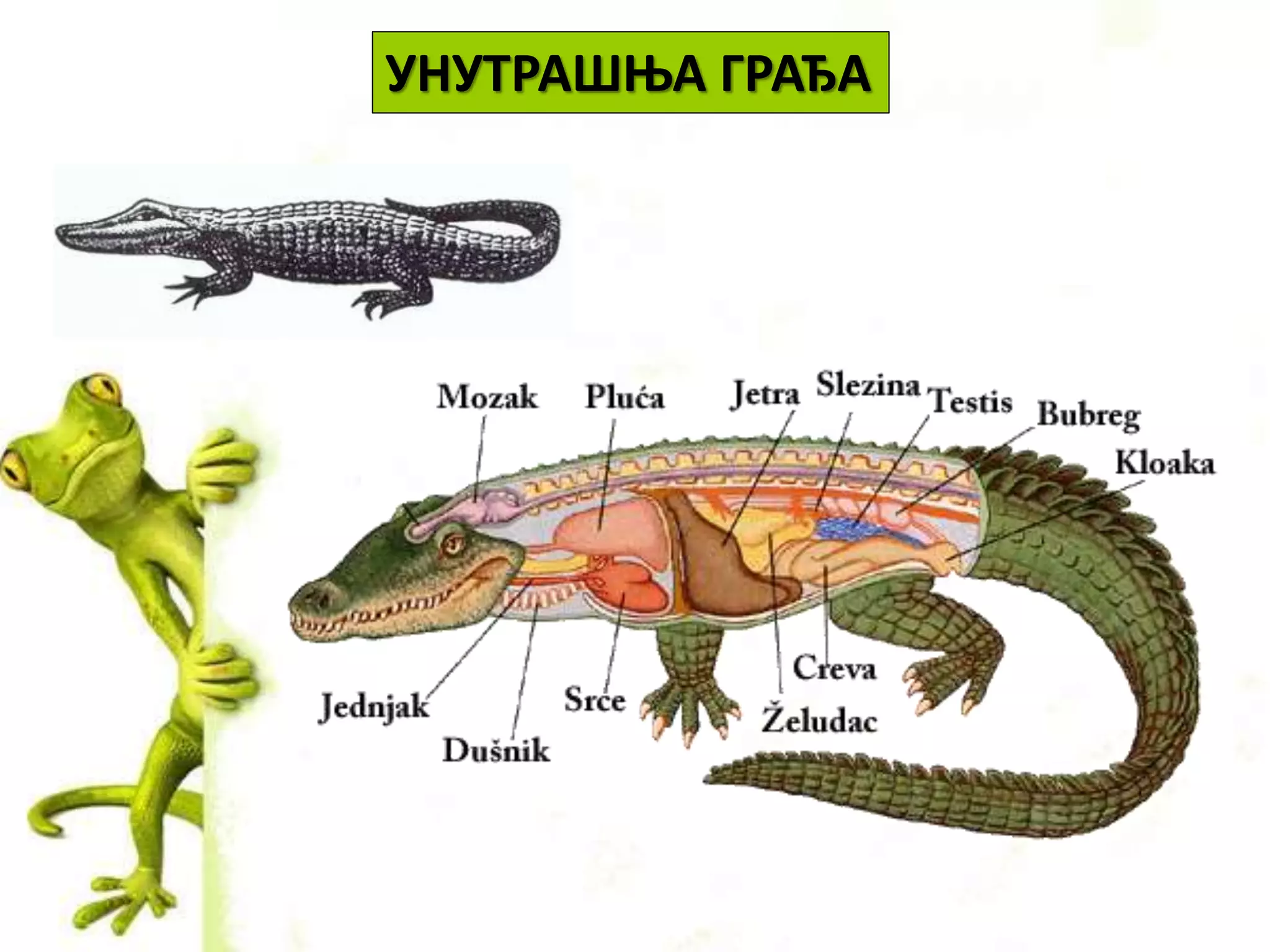 УНУТРАШЊА ГРАЂА
 